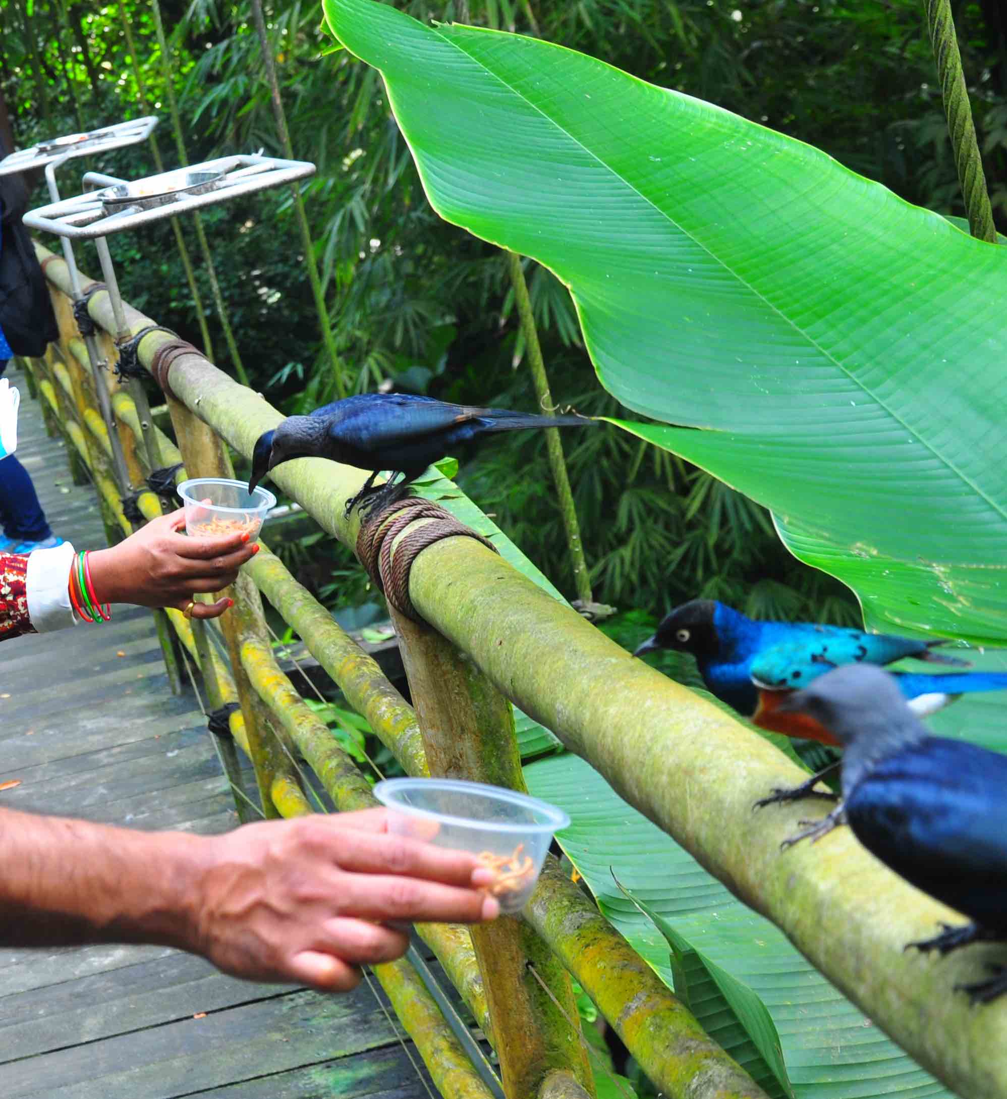 Jurong bird park feeding lories
