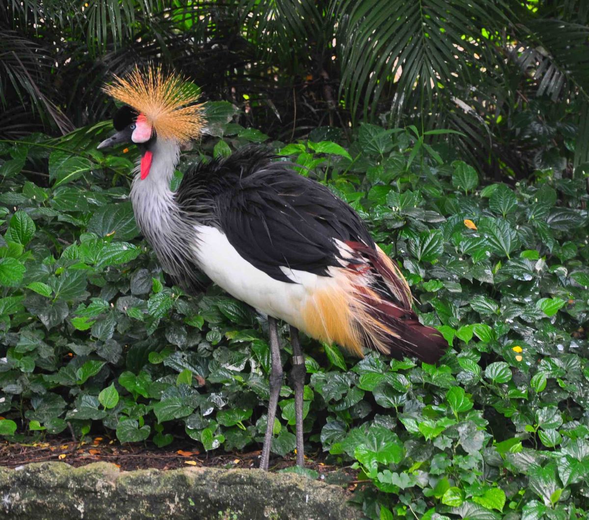 Jurong bird park birds