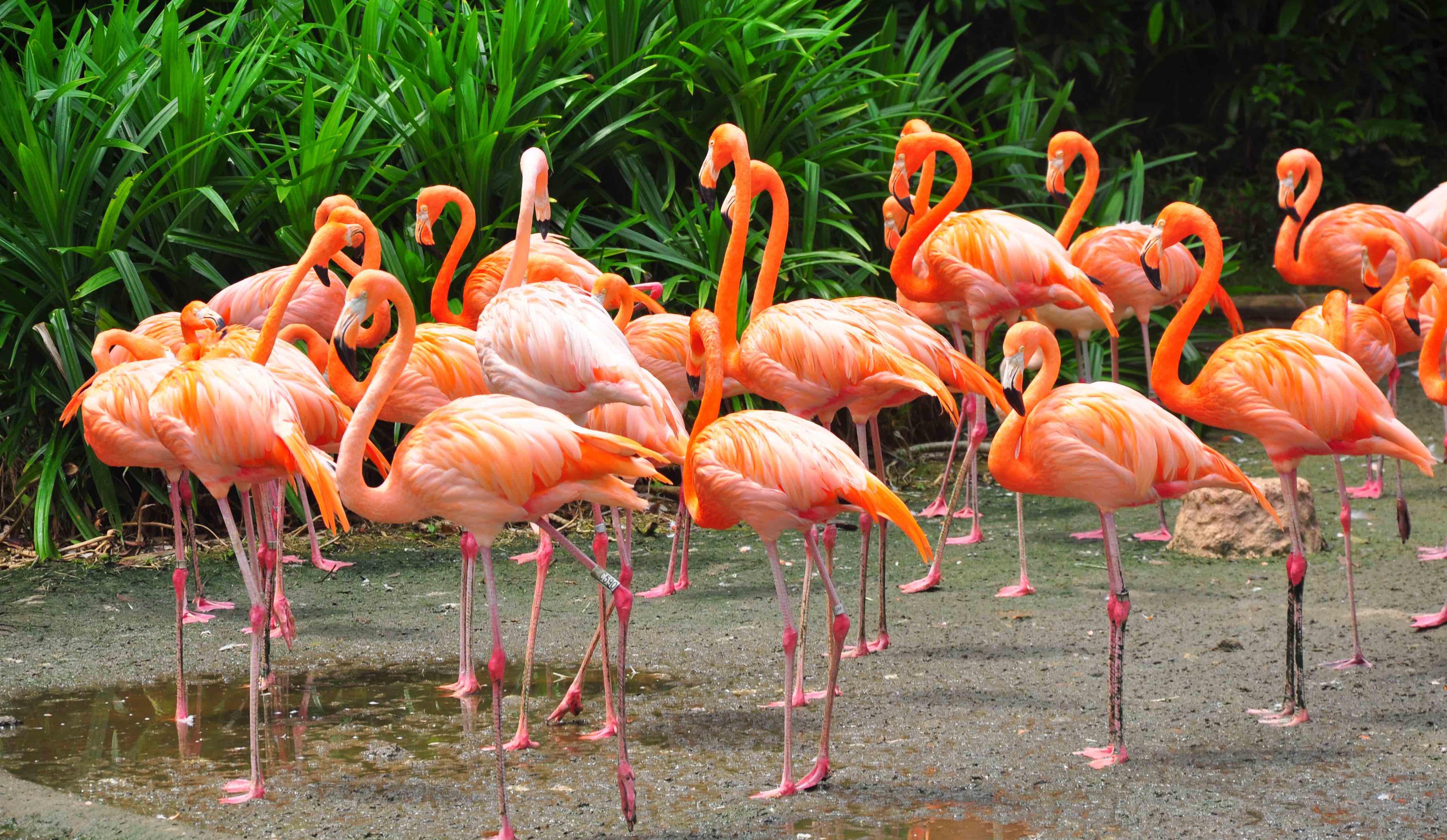 Jurong bird park flamingos