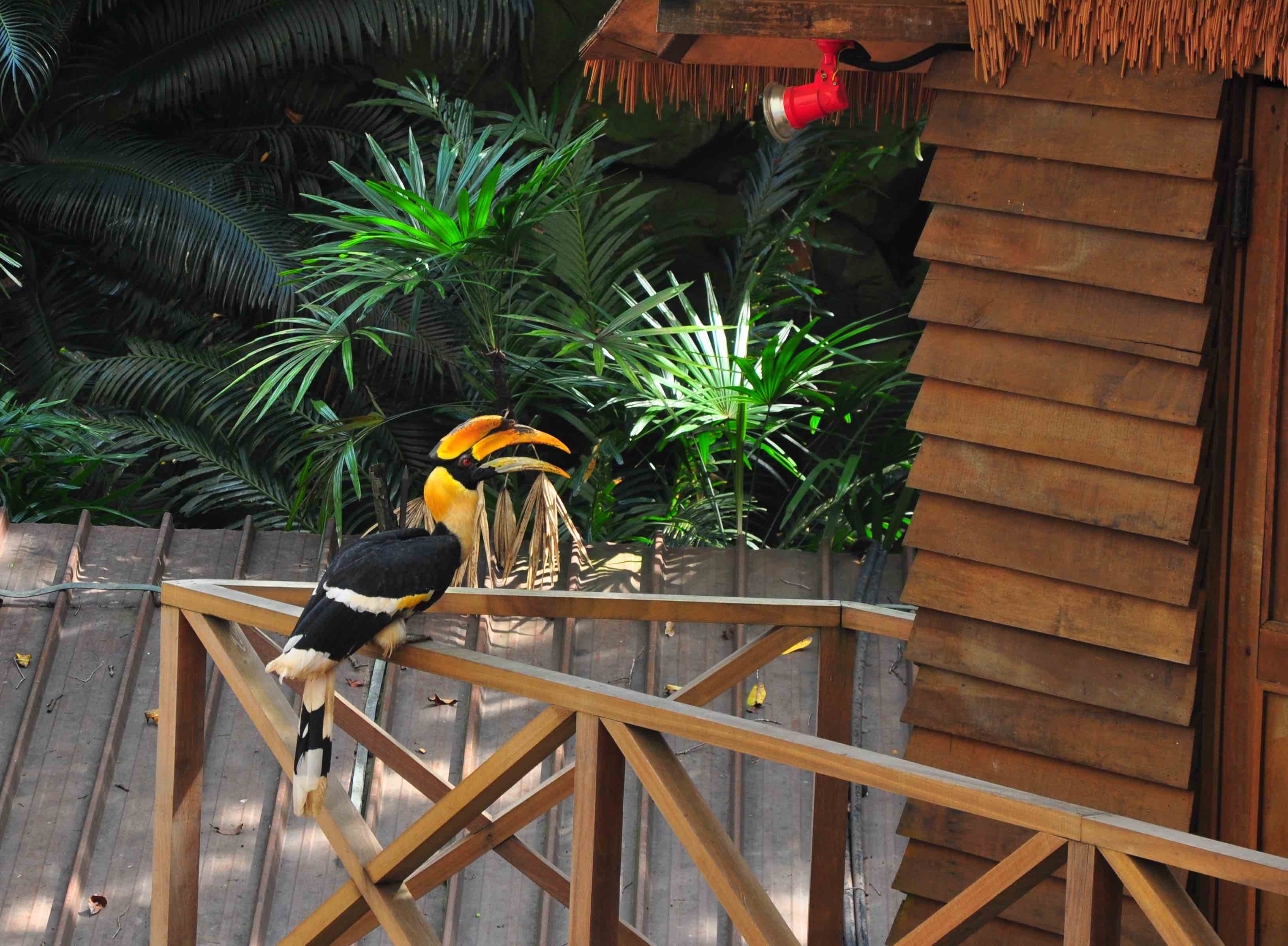 Jurong bird park - high flyers show