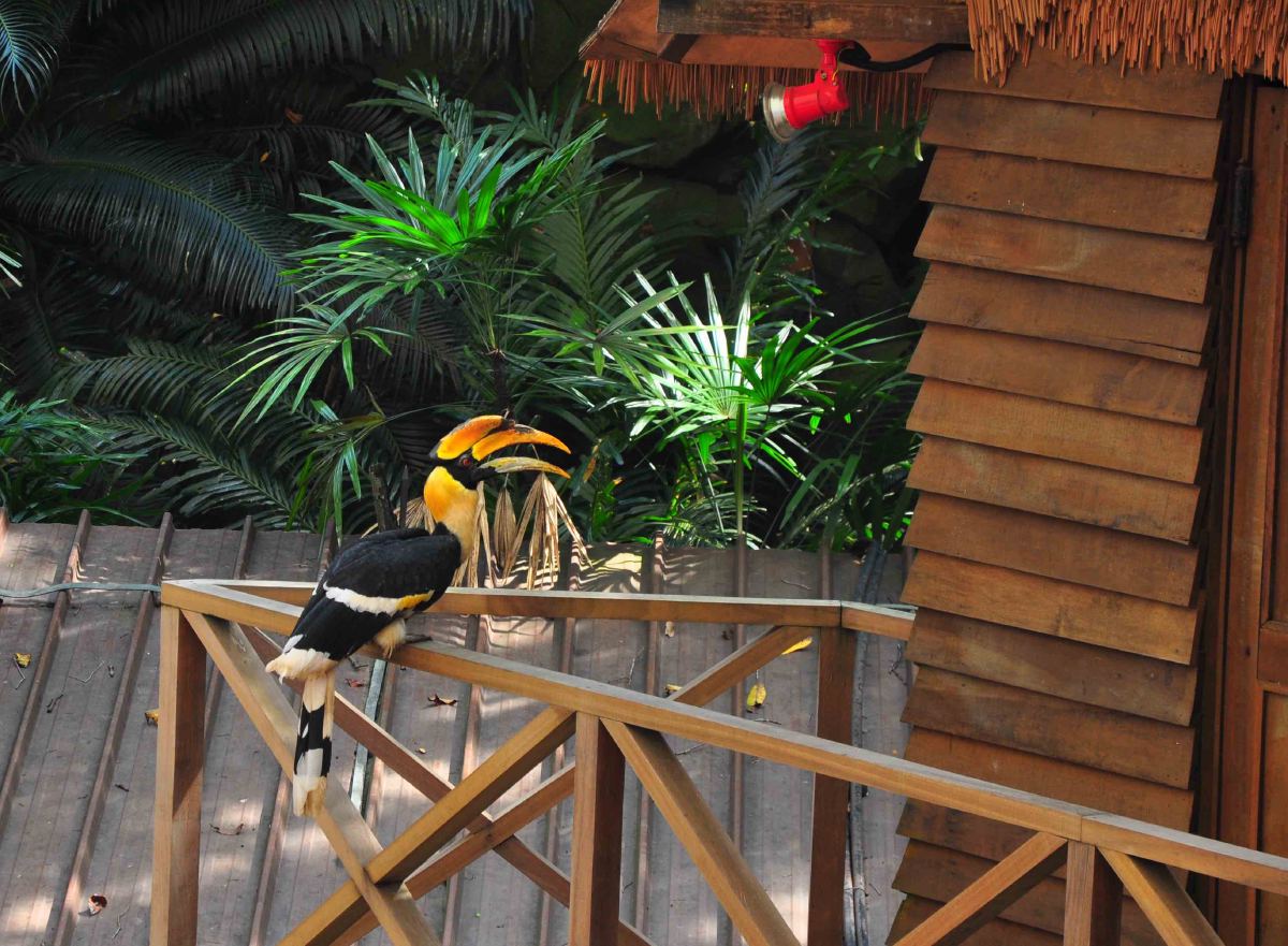 Jurong bird park - high flyers show