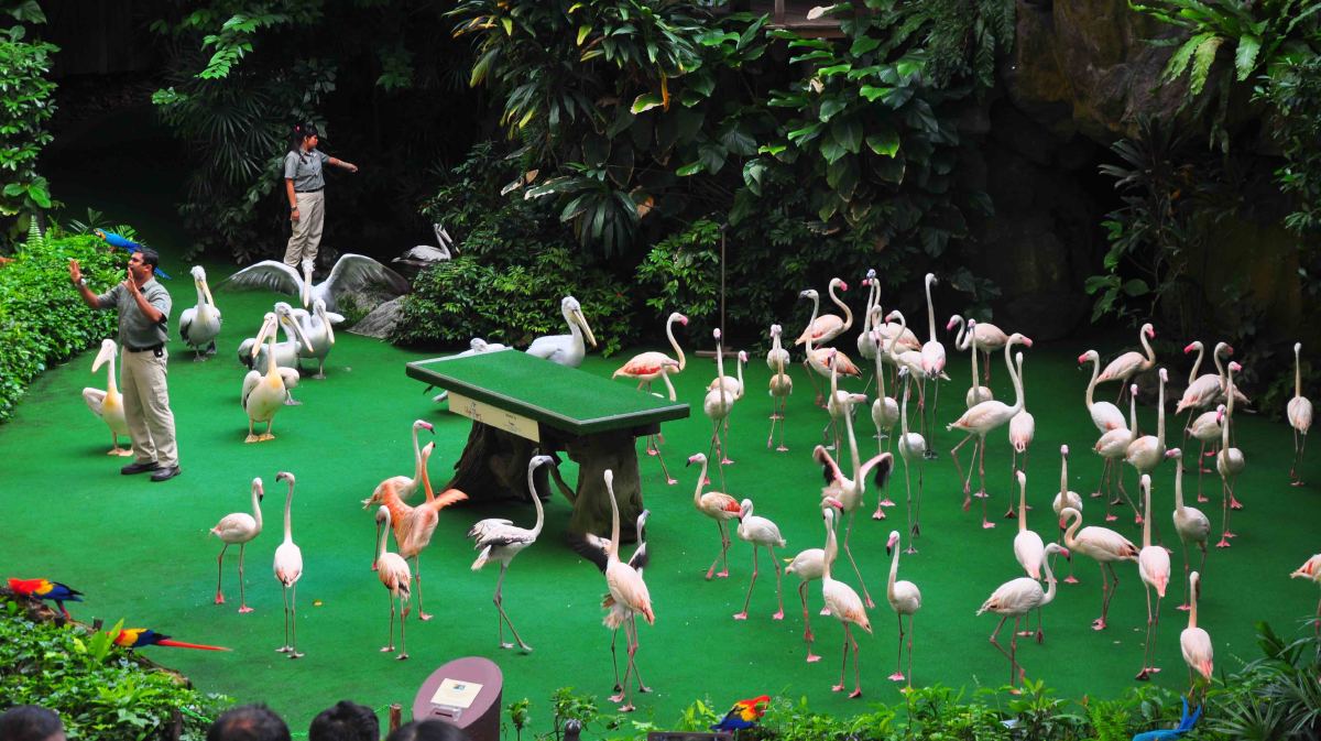 Jurong bird park - high flyers show