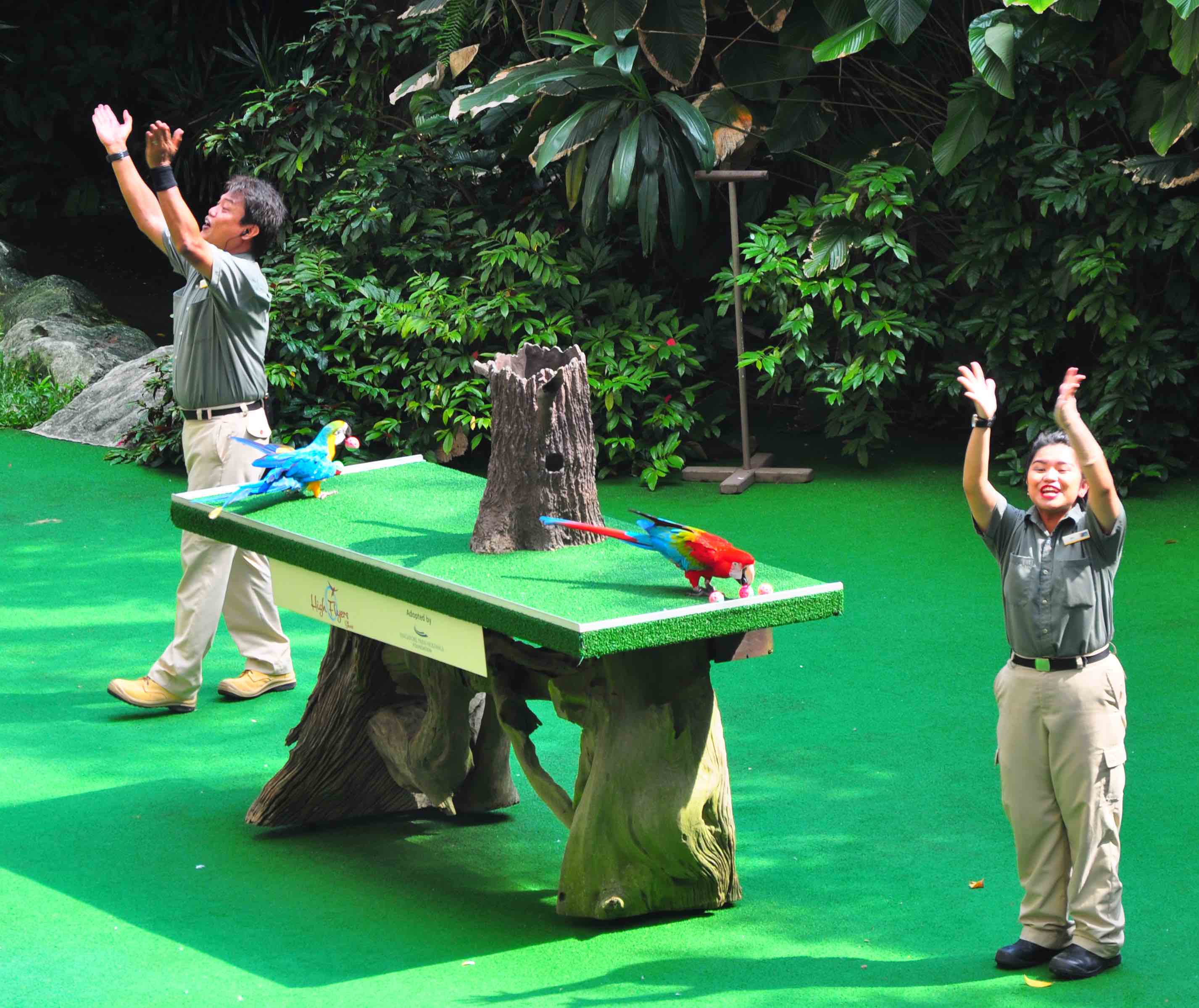 Jurong bird park - high flyers show