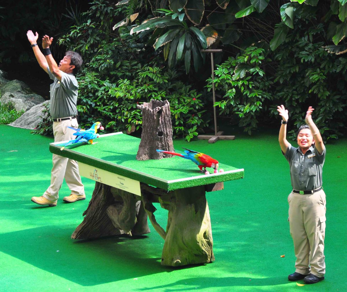 Jurong bird park - high flyers show