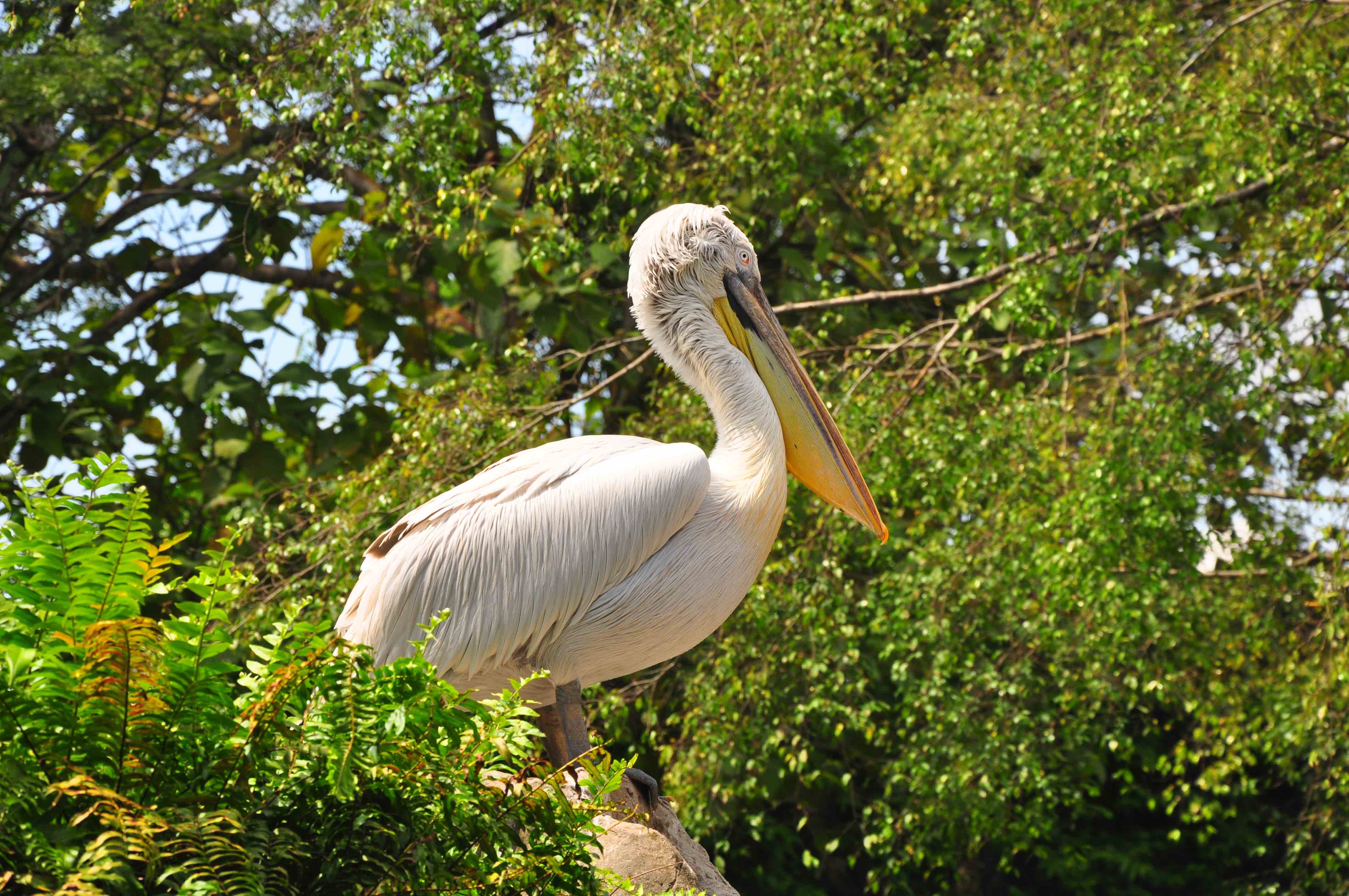 Jurong bird park spoonbill