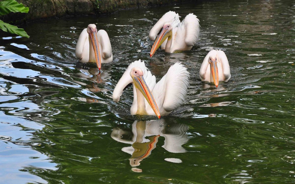 Jurong bird park spoonbills