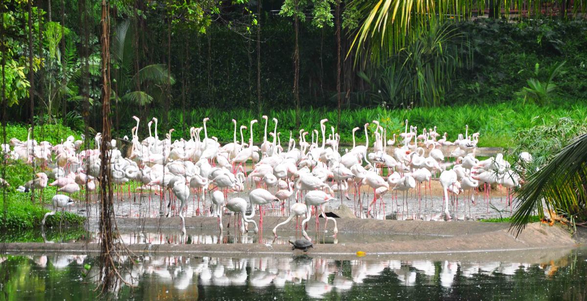 Jurong bird park white flamingos