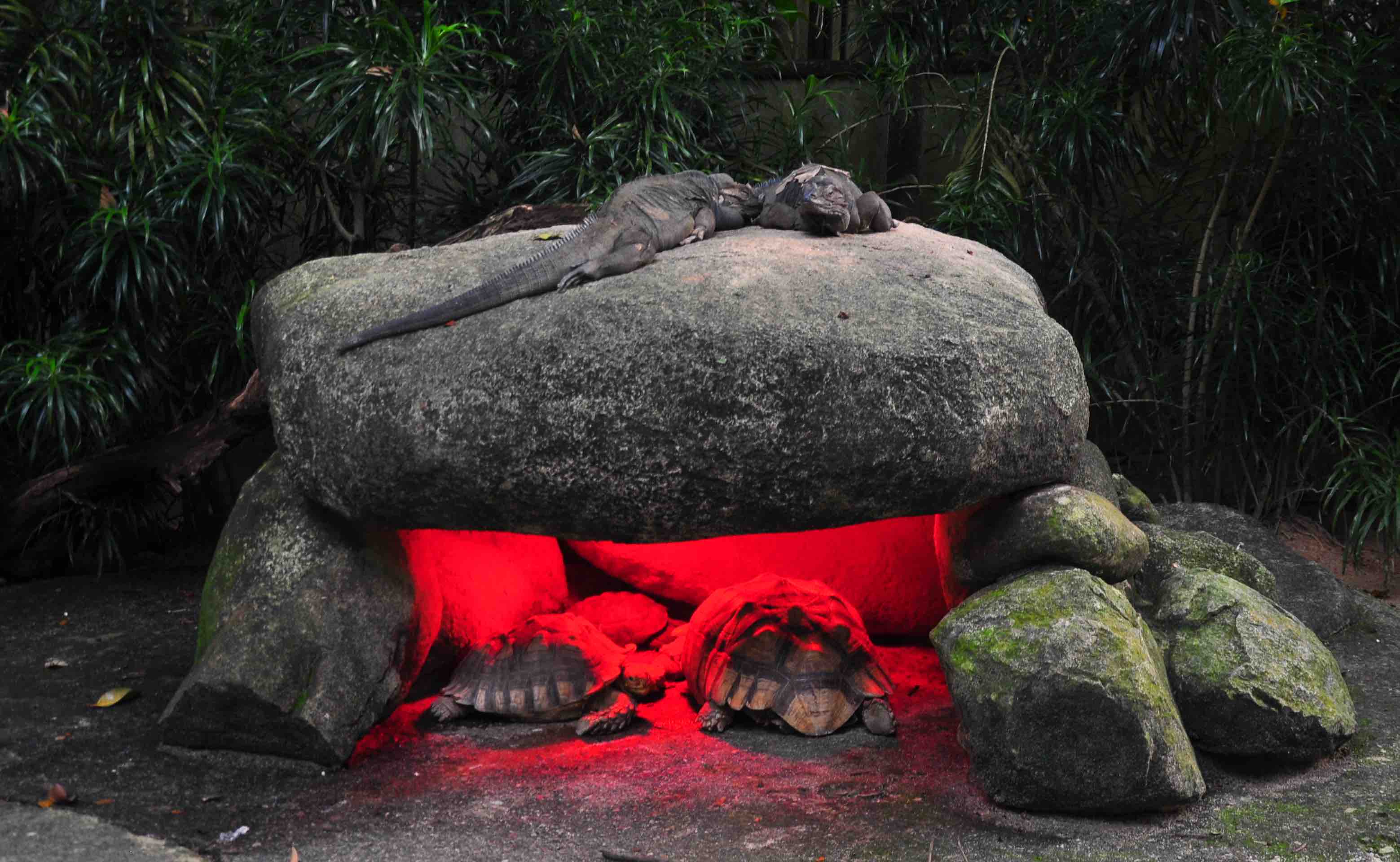 singapore zoo iguana