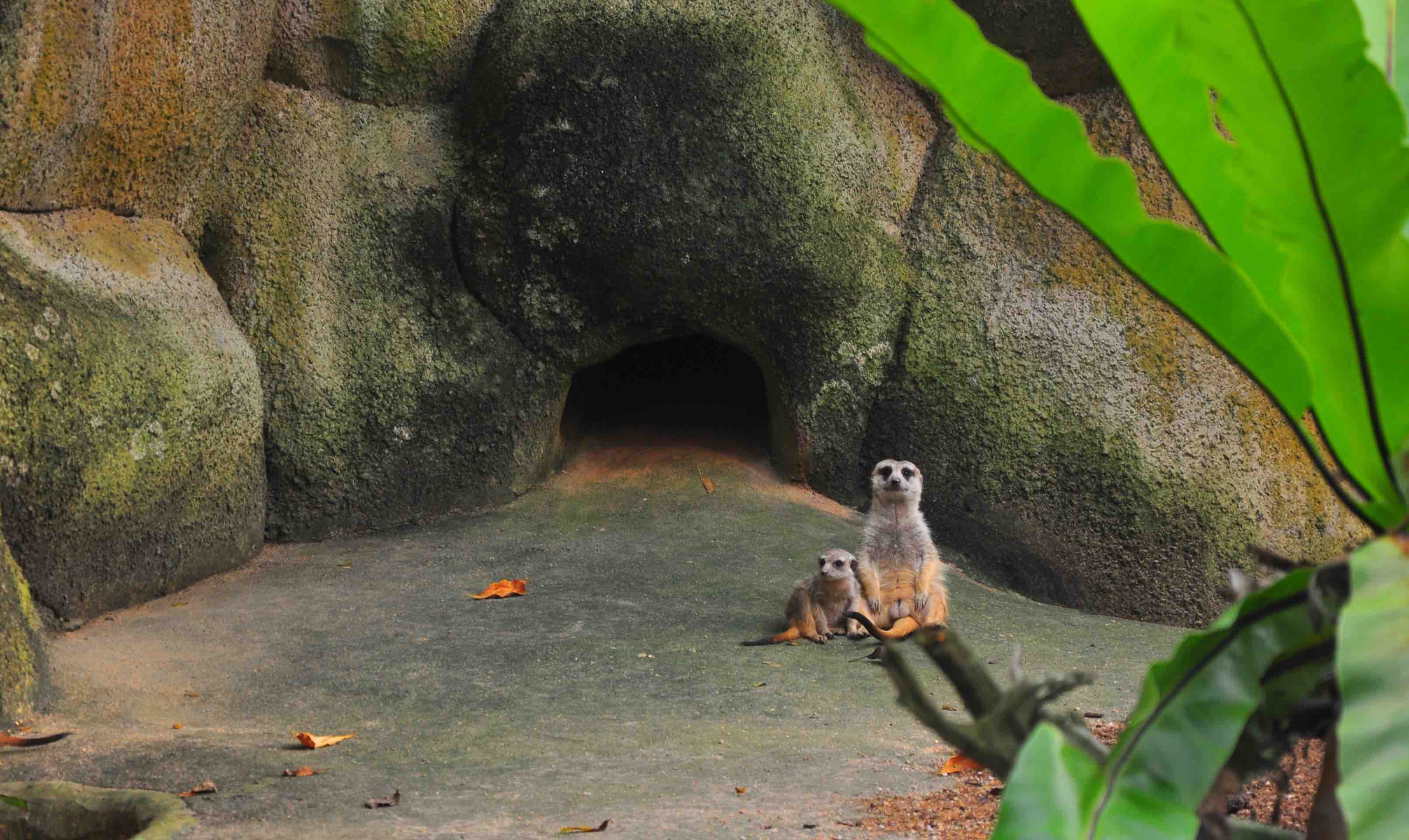 singapore zoo meerkat