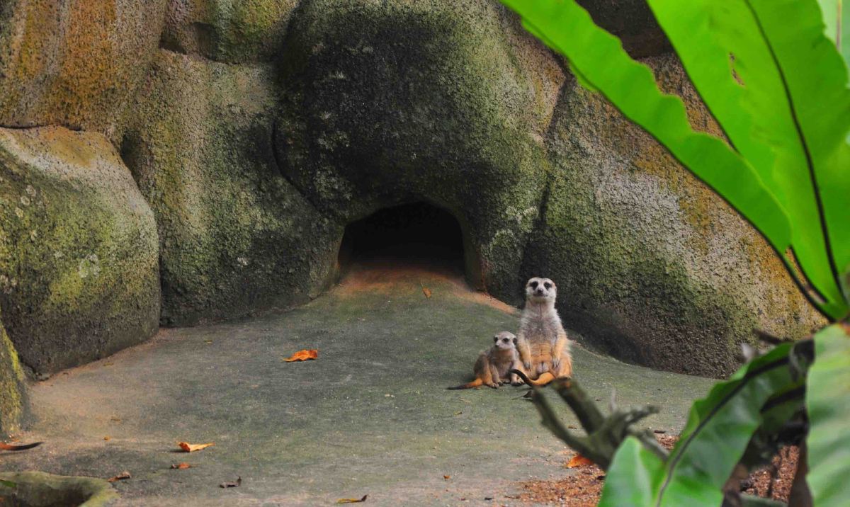 singapore zoo meerkat