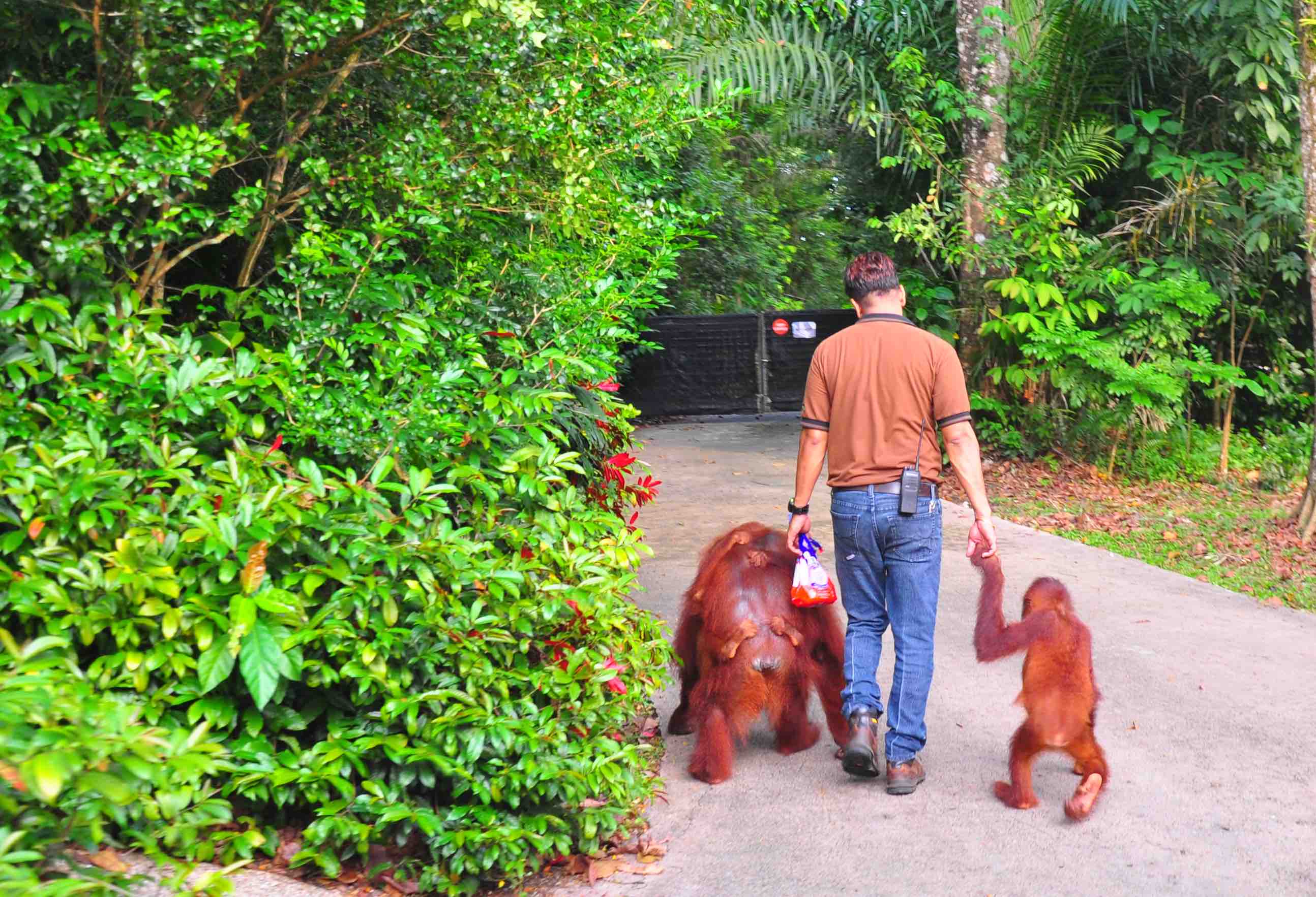 singapore zoo orangutan
