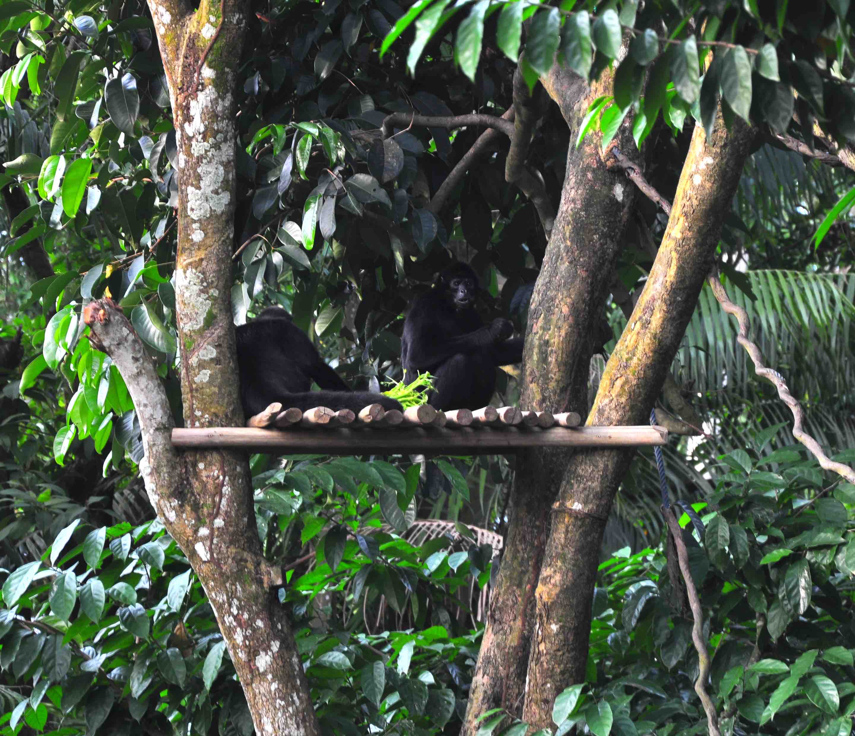 singapore zoo primates