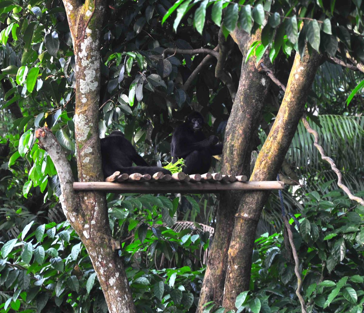 singapore zoo primates