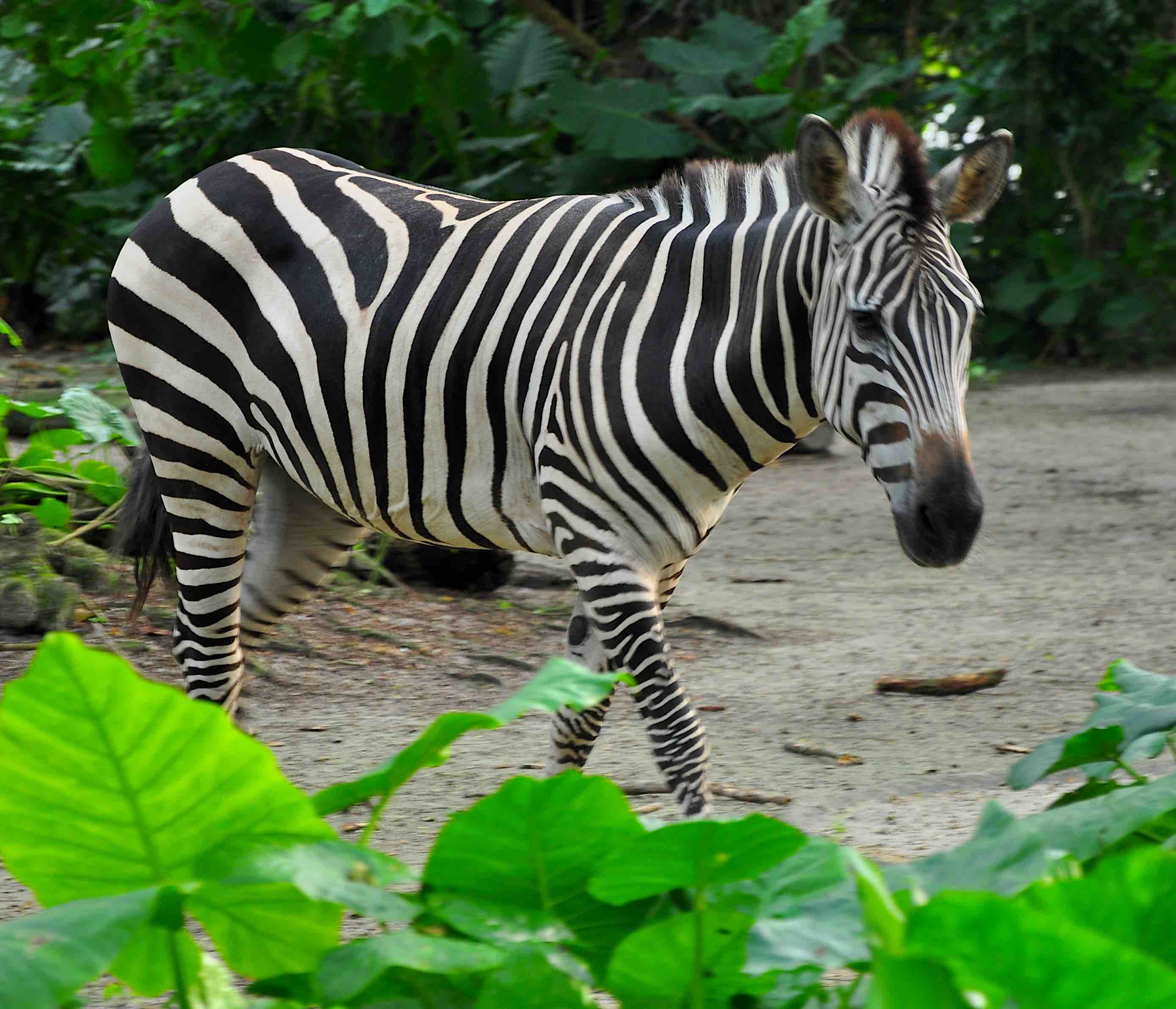 singapore zoo zebra