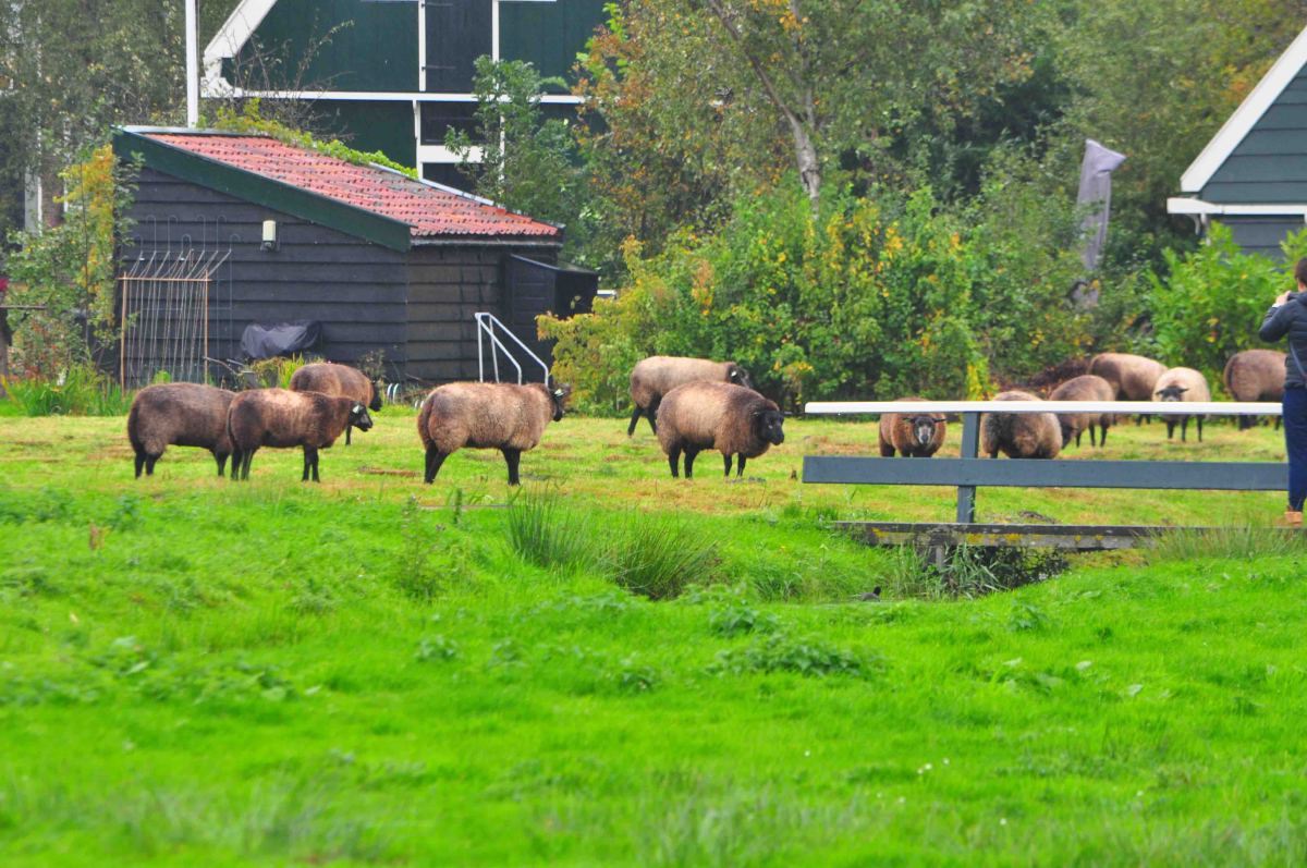 Amsterdam Zaanse Schans farm