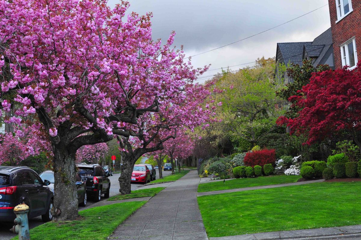 Seattle cherry blossom