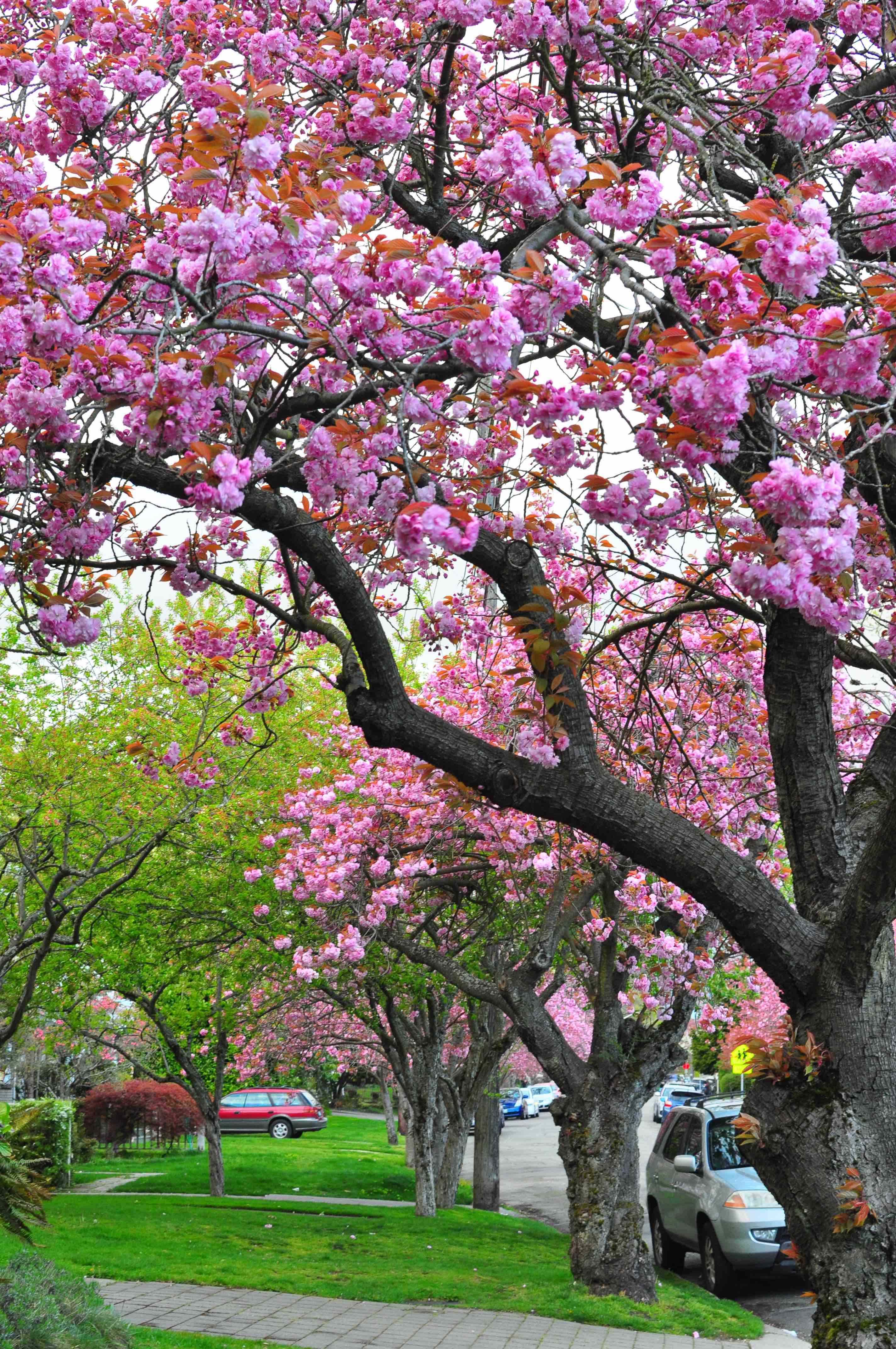 Seattle cherry blossom