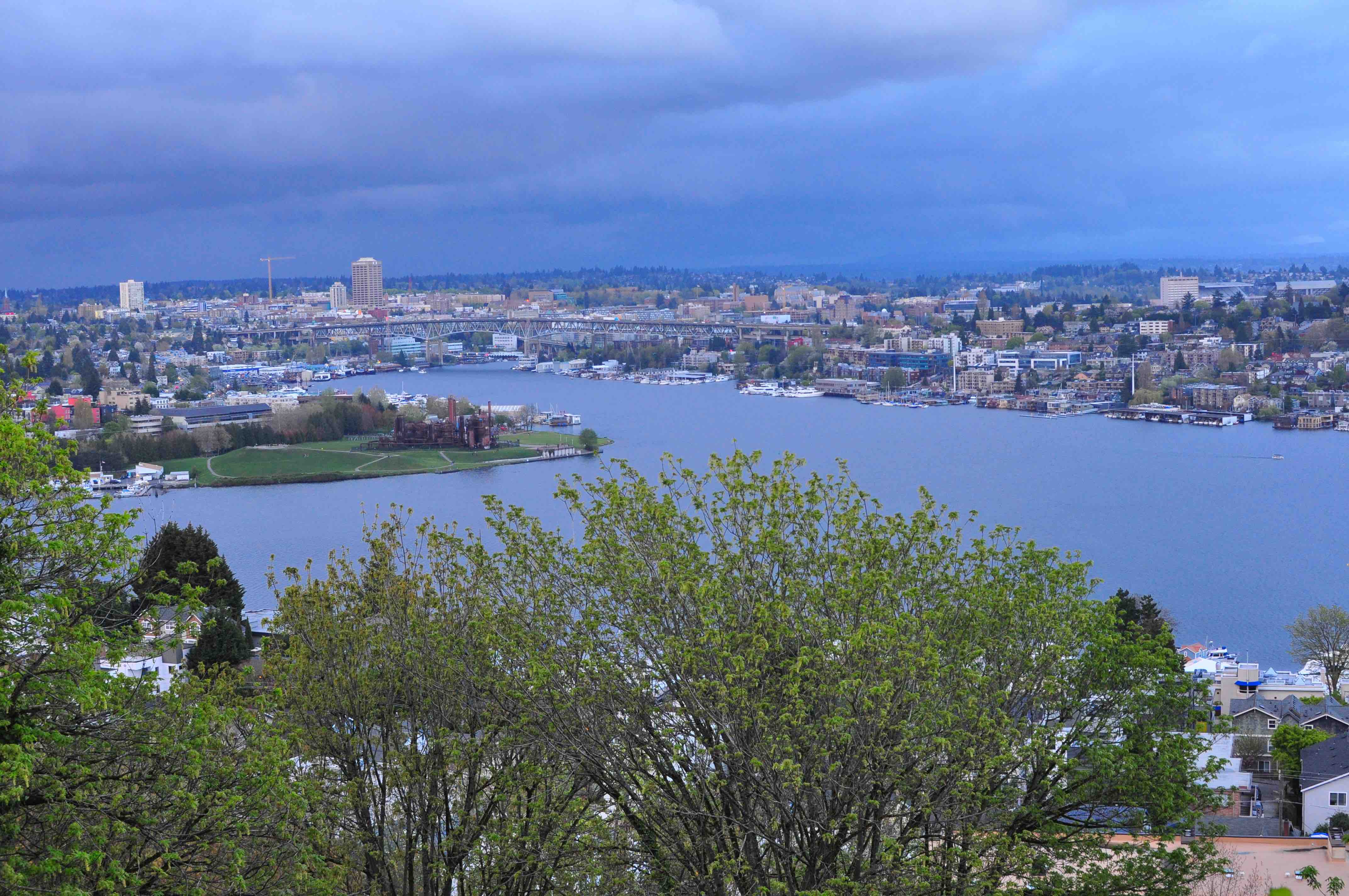 Seattle cherry blossom