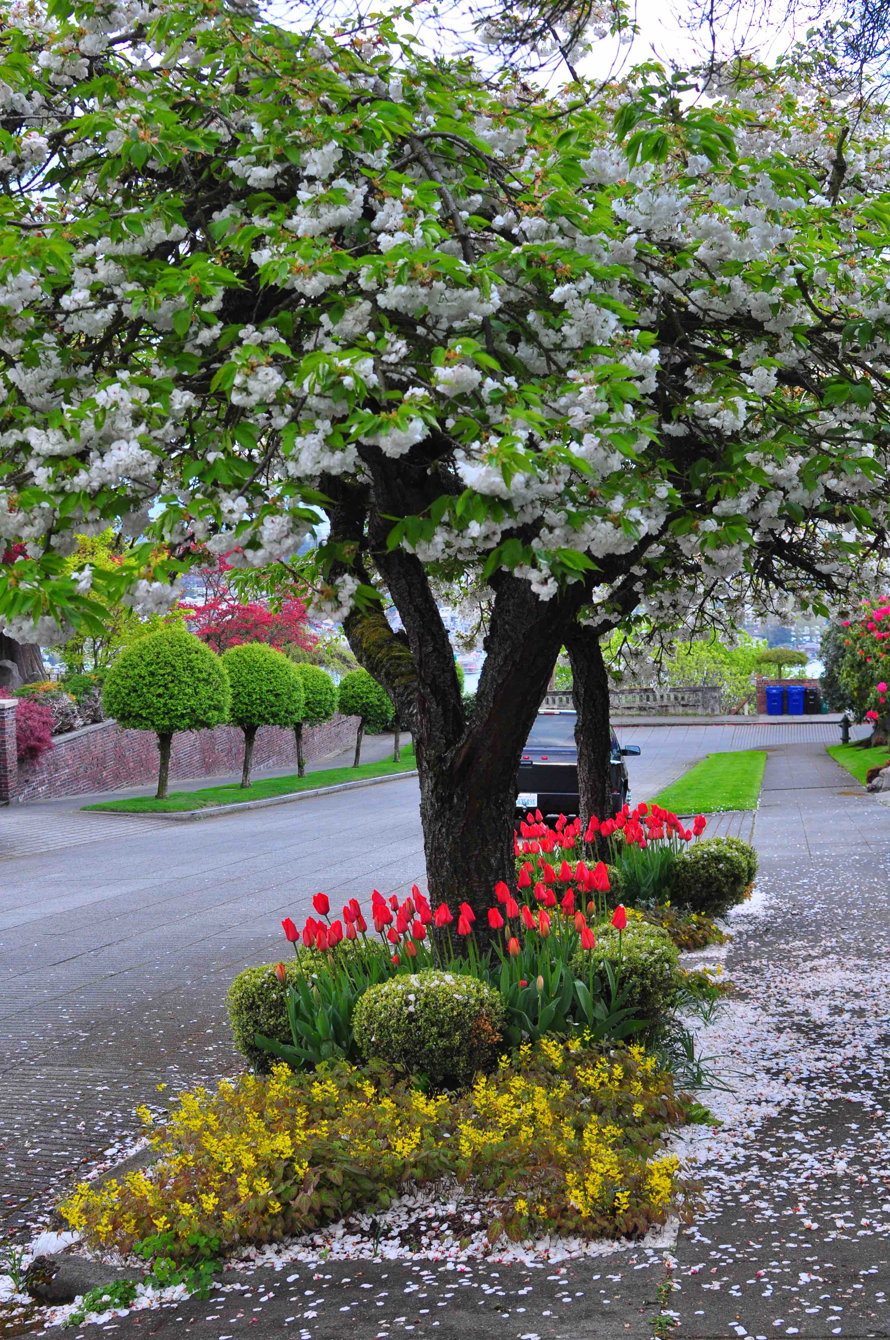 Seattle cherry blossom