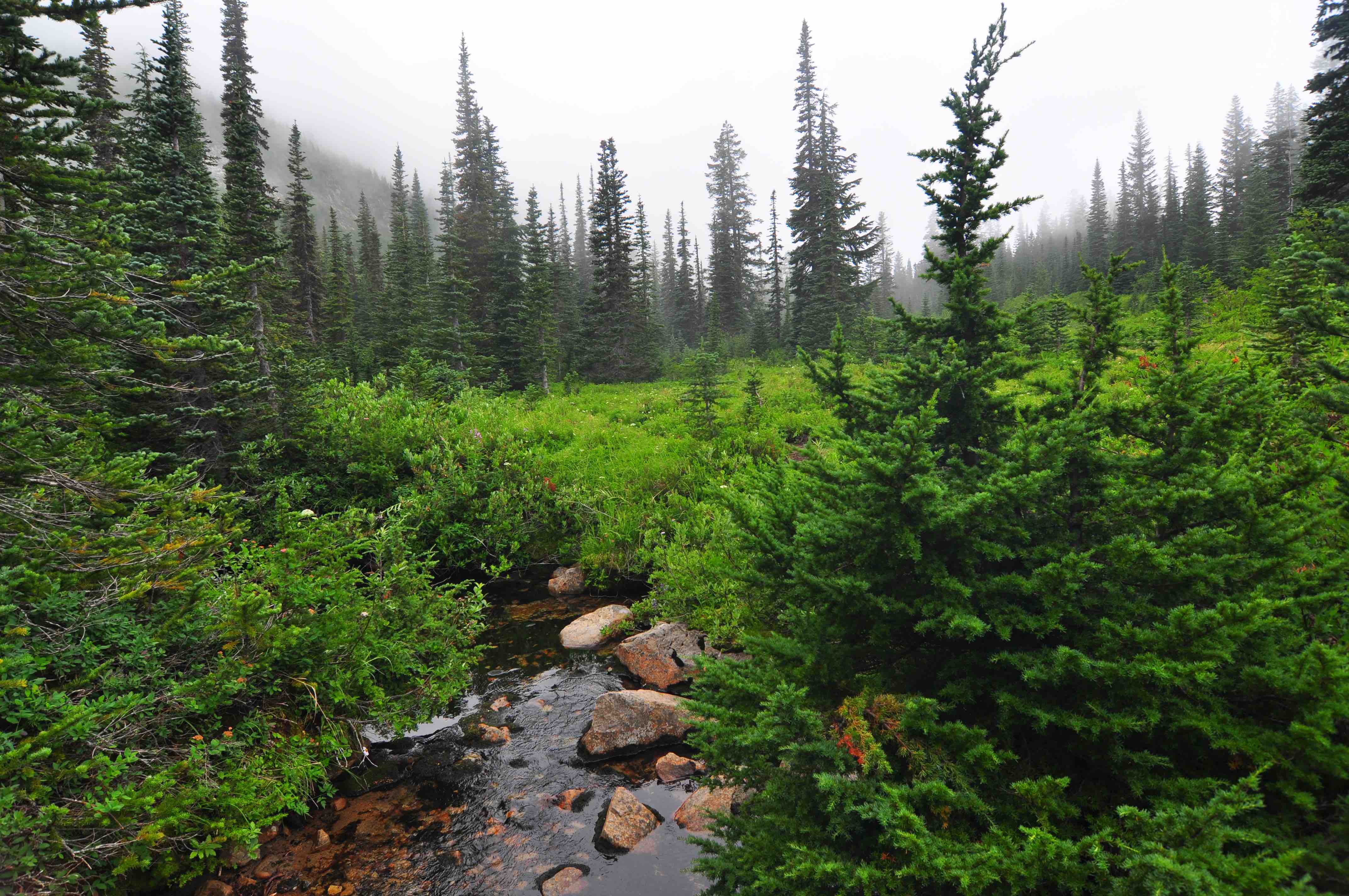 Bench and snow lake trail, Mt Rainier national park