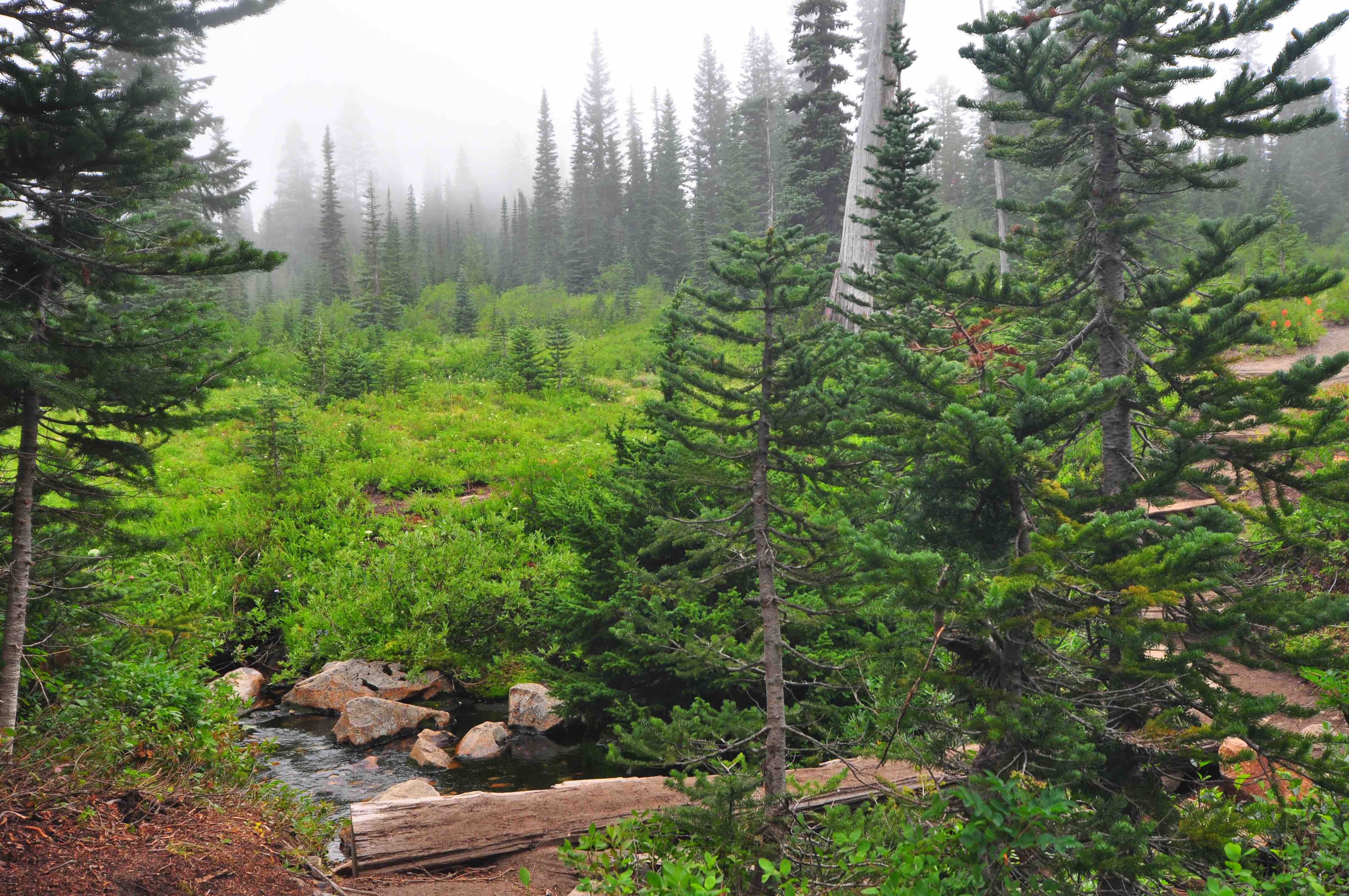 Bench and snow lake trail, Mt Rainier national park
