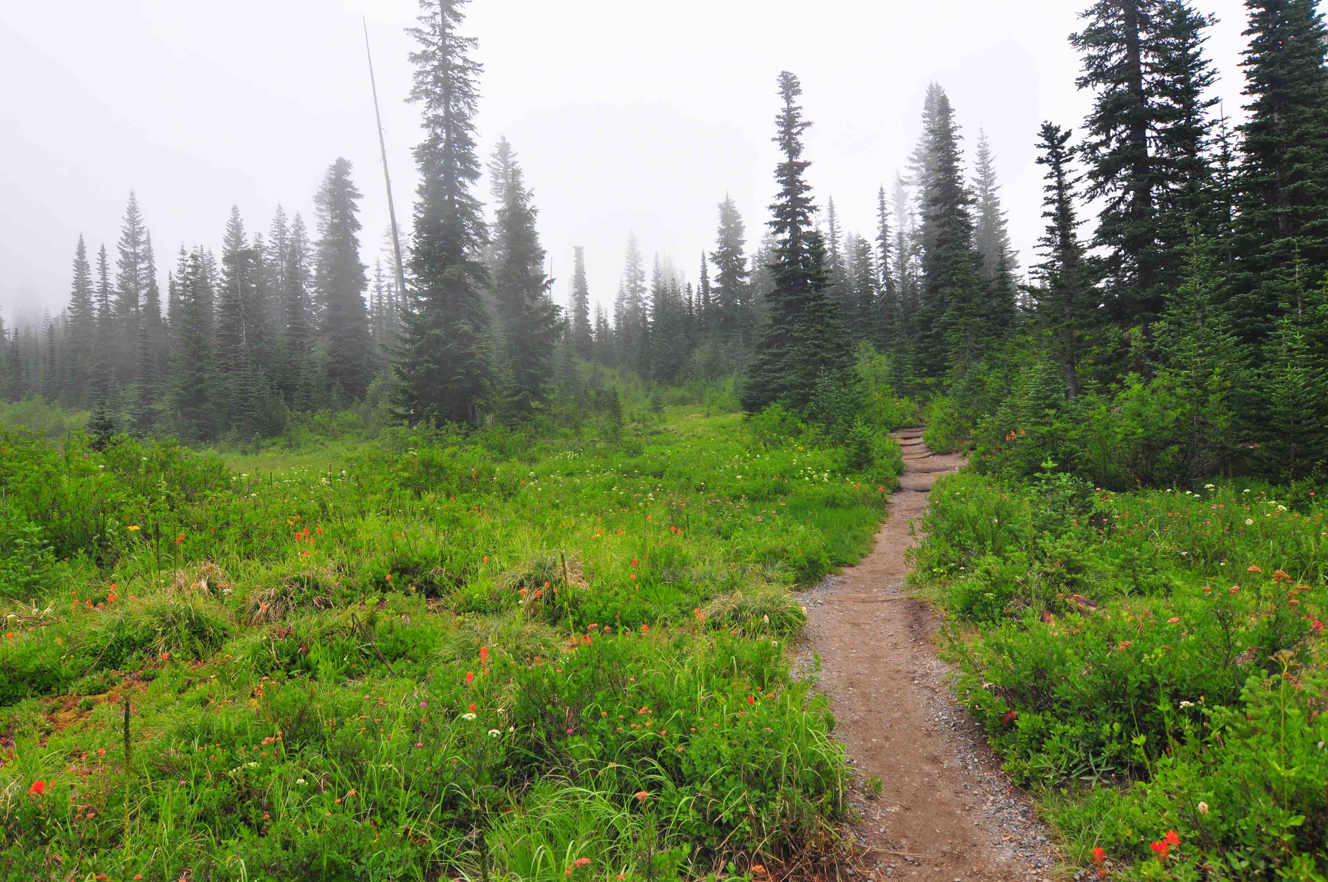 Bench and snow lake trail, Mt Rainier national park