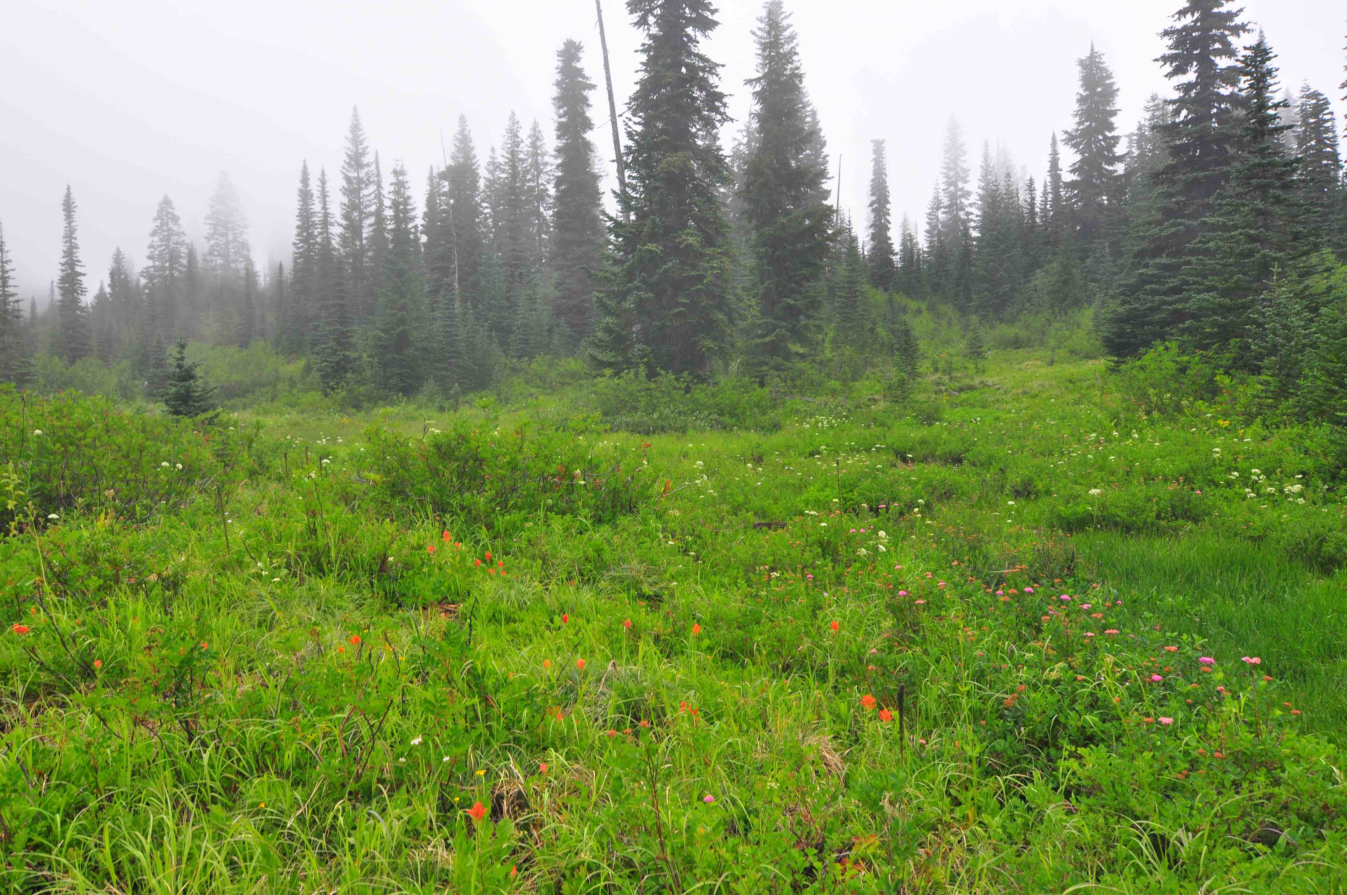 Bench and snow lake trail, Mt Rainier national park