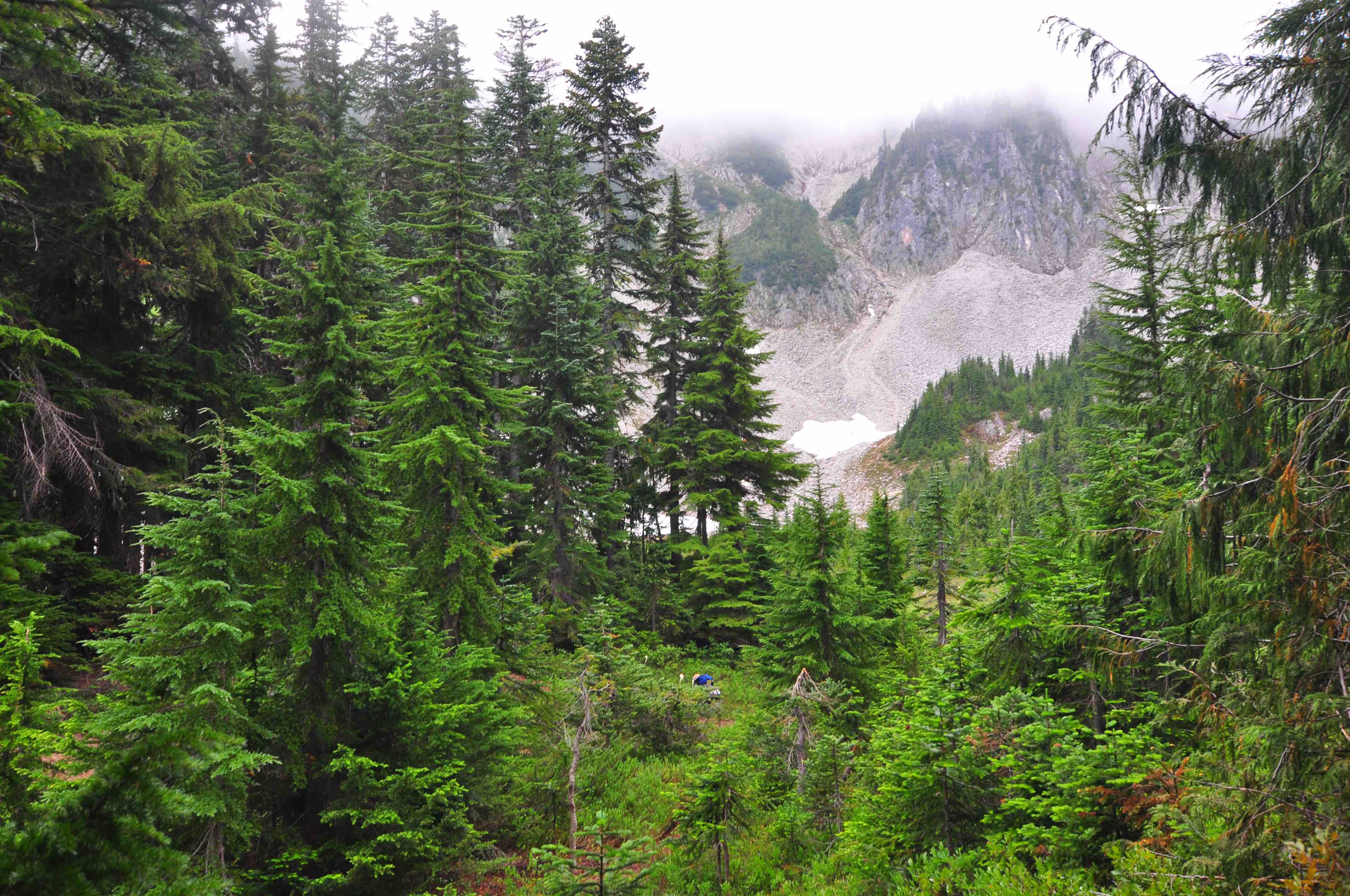 Bench and snow lake trail, Mt Rainier national park