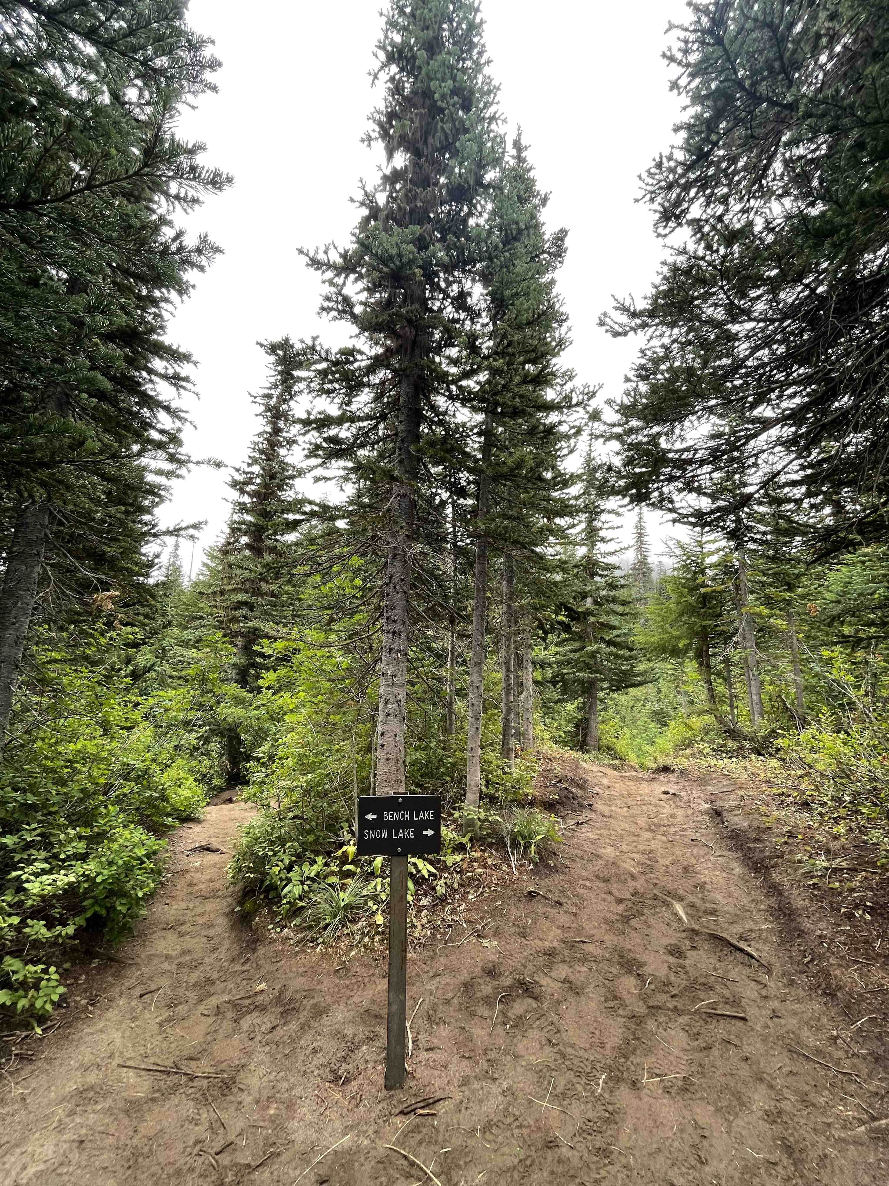 Bench and snow lake trail, Mt Rainier national park