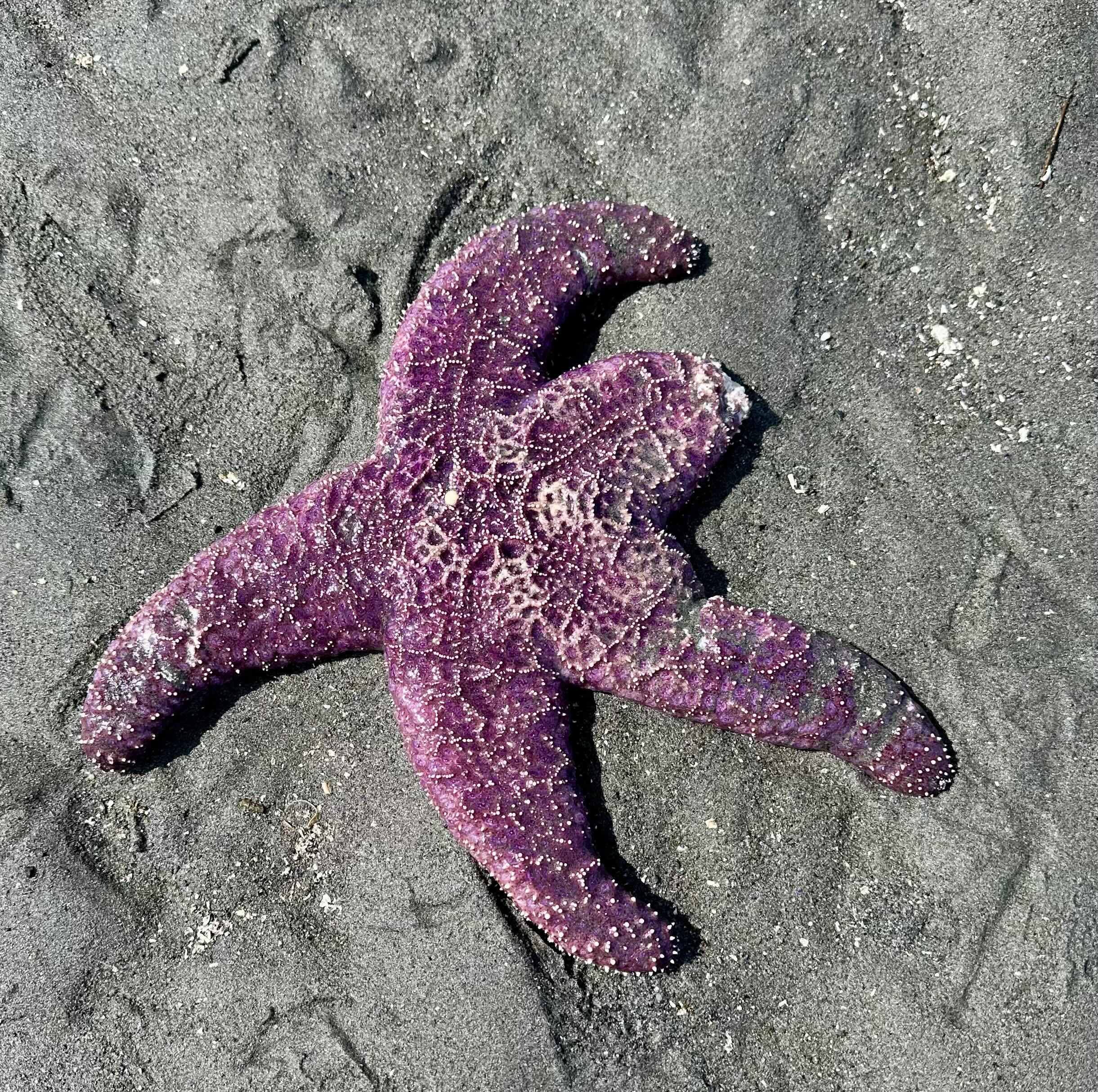 Ochre sea star at Brackett's Landing Edmonds