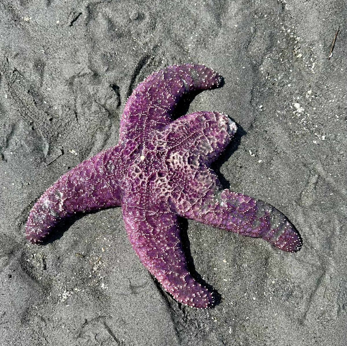 Ochre sea star at Brackett's Landing Edmonds