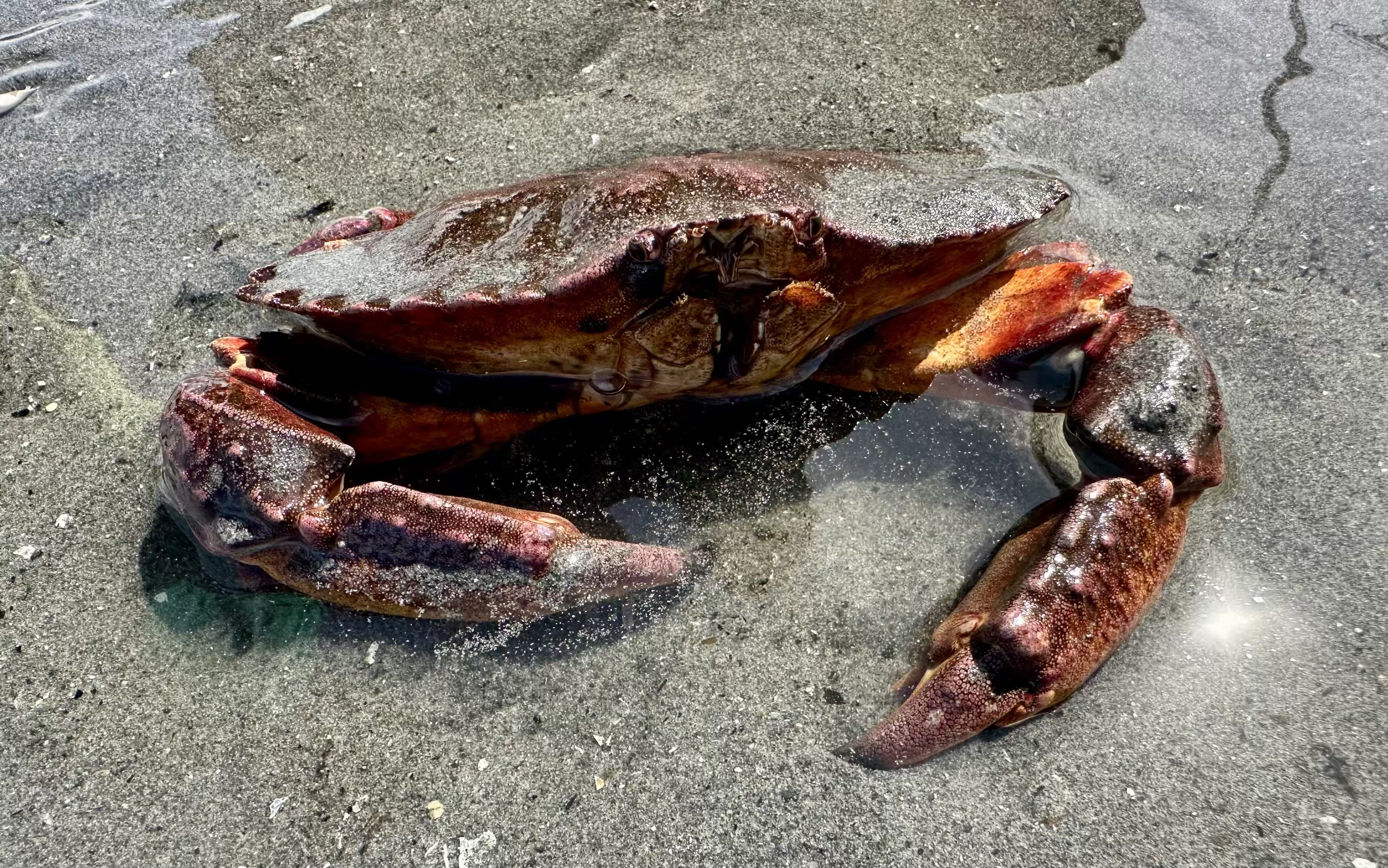 Crab close up at Brackett's Landing tide pool