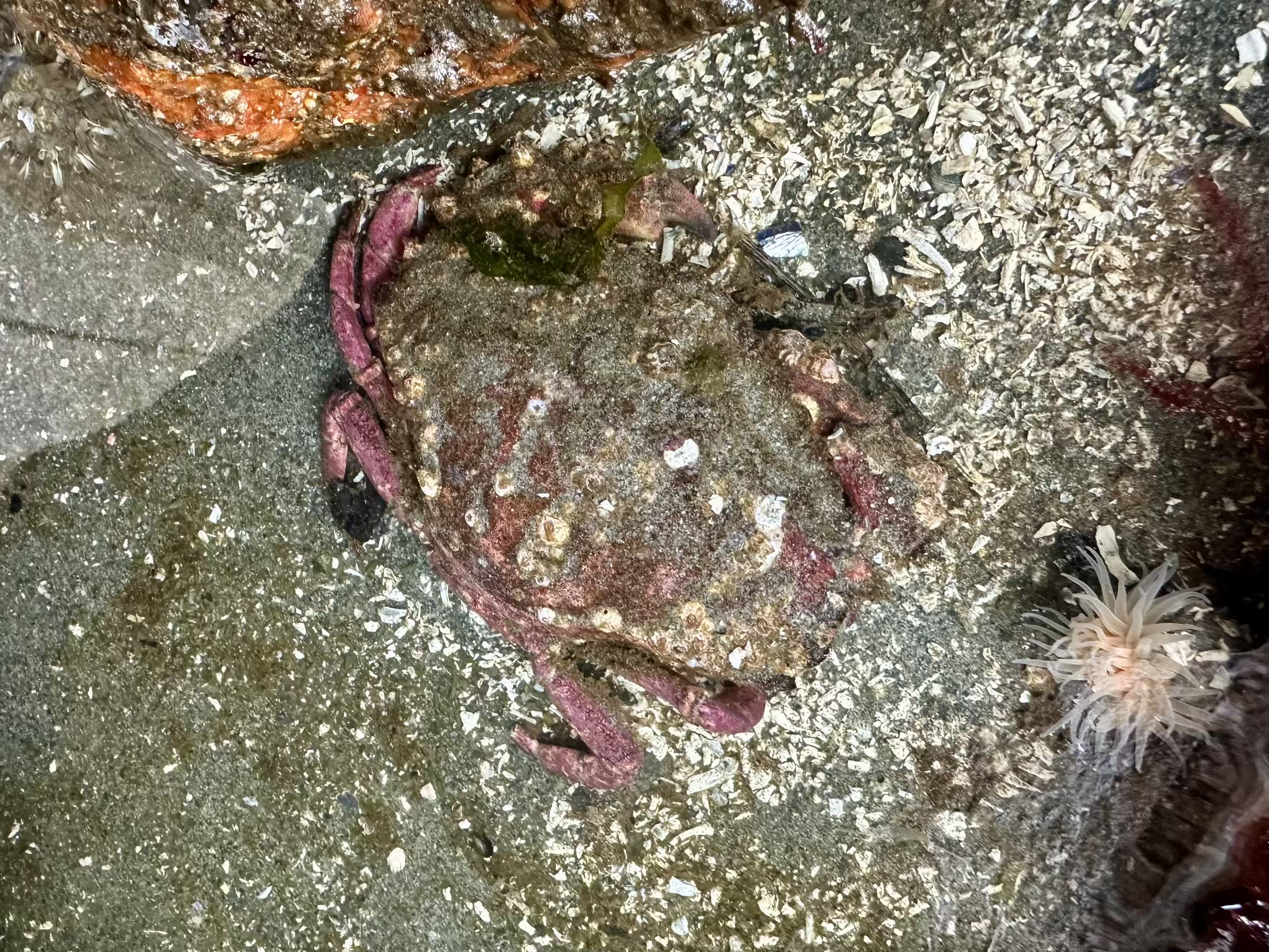 Dungeness crab burrowing into the sand at low tide
