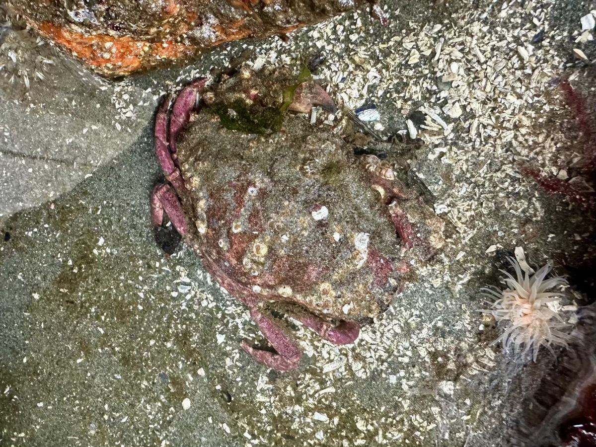 Dungeness crab burrowing into the sand at low tide