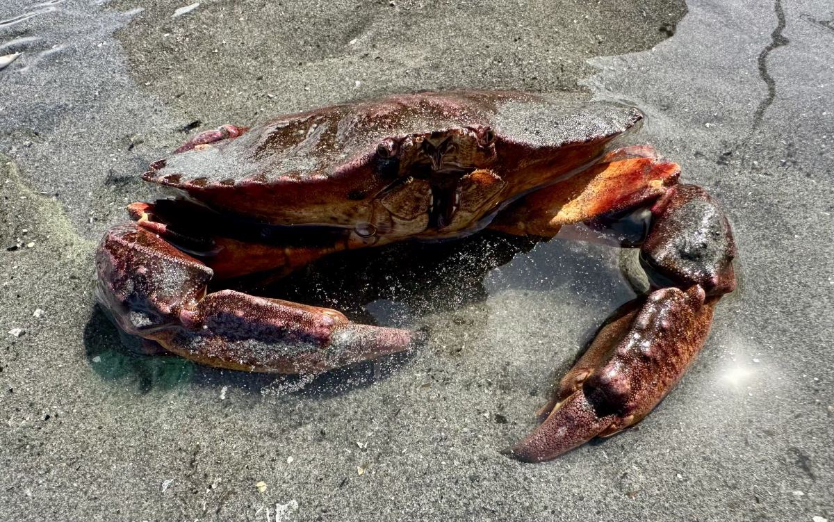 Crab close up at Brackett's Landing tide pool