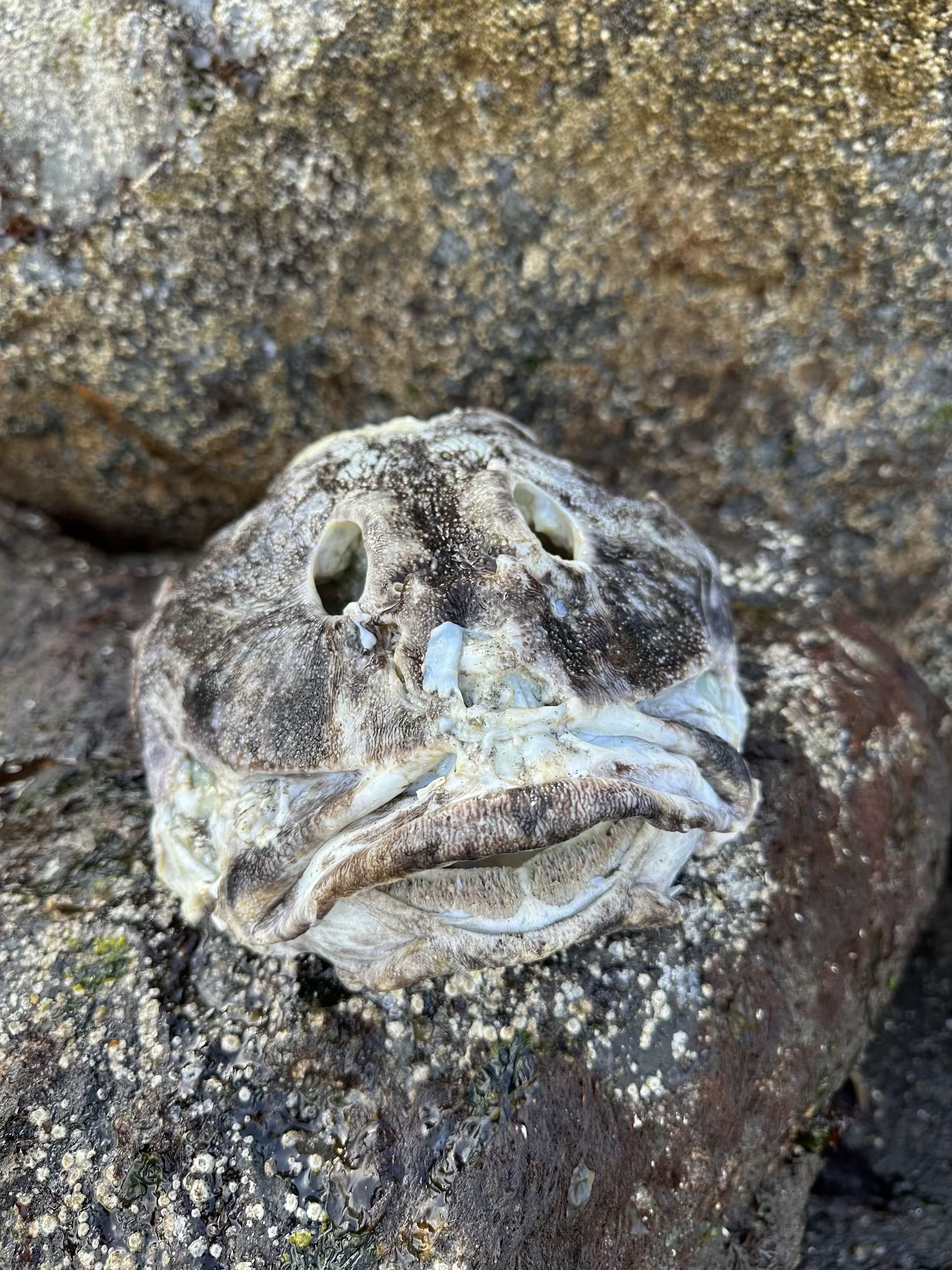 Large dead fish skull washed up at Brackett's Landing beach