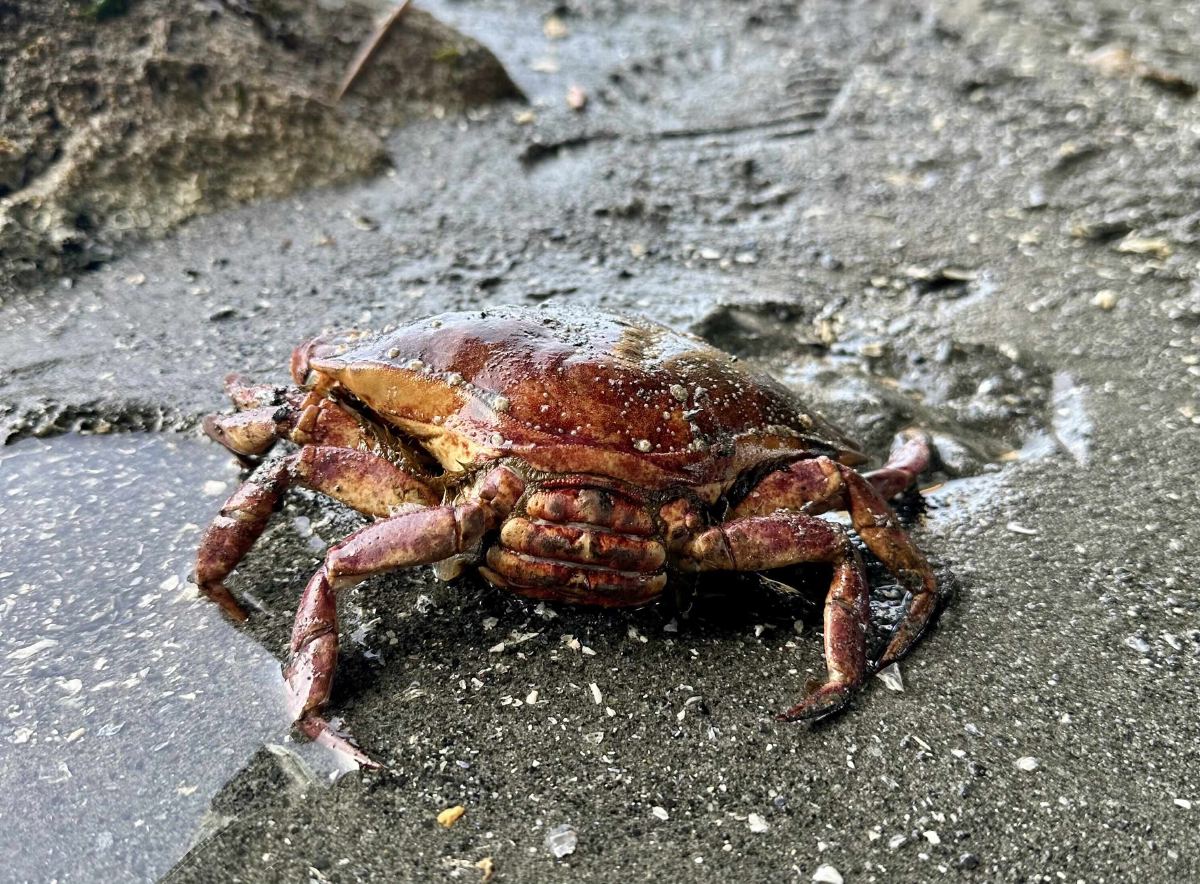 Live Dungeness crab at Brackett's Landing Edmonds