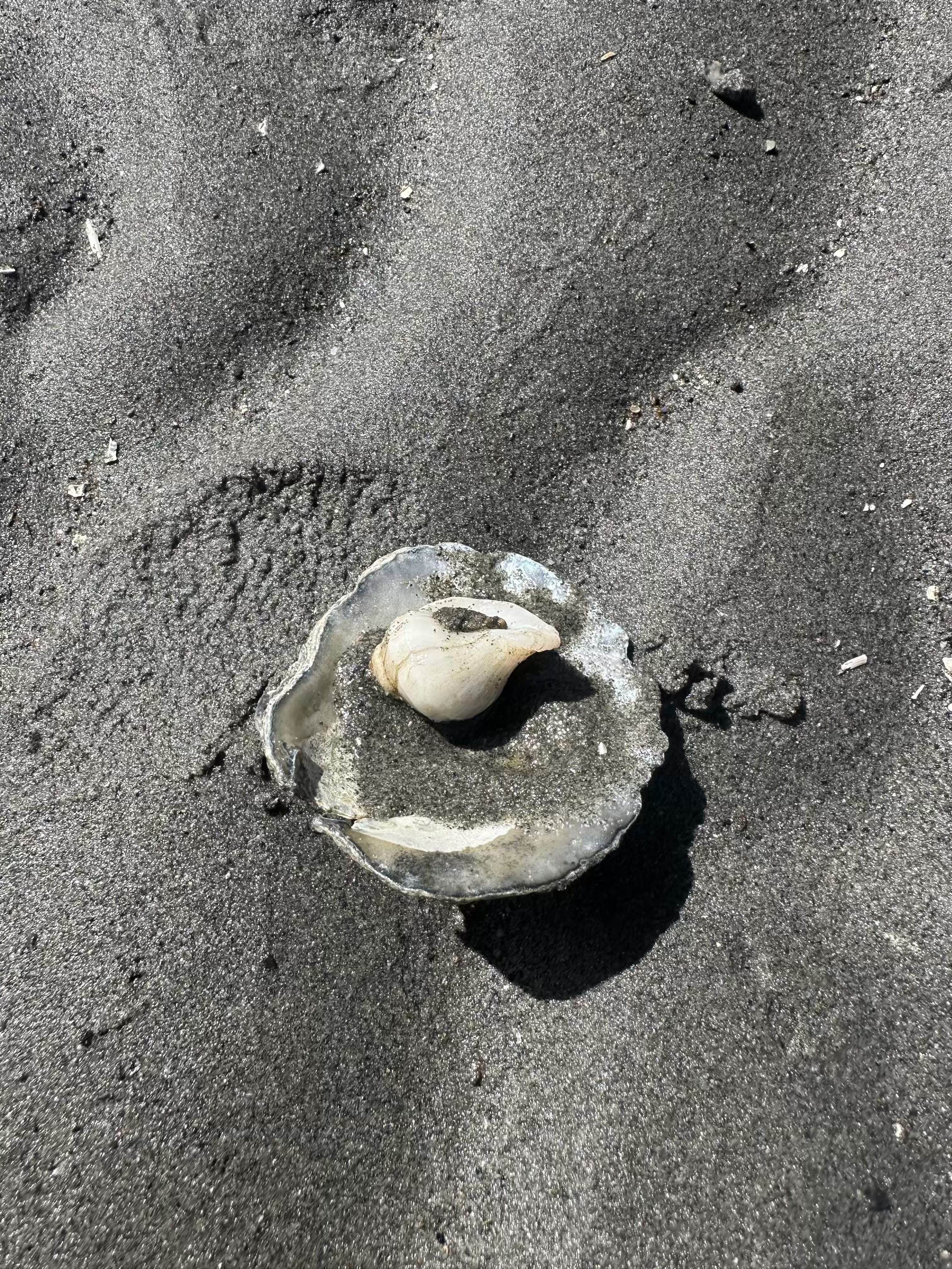 Hermit crab in a snail shell at Brackett's Landing tide pool