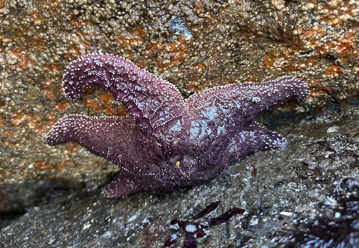 Purple ochre sea star Brackett's Landing