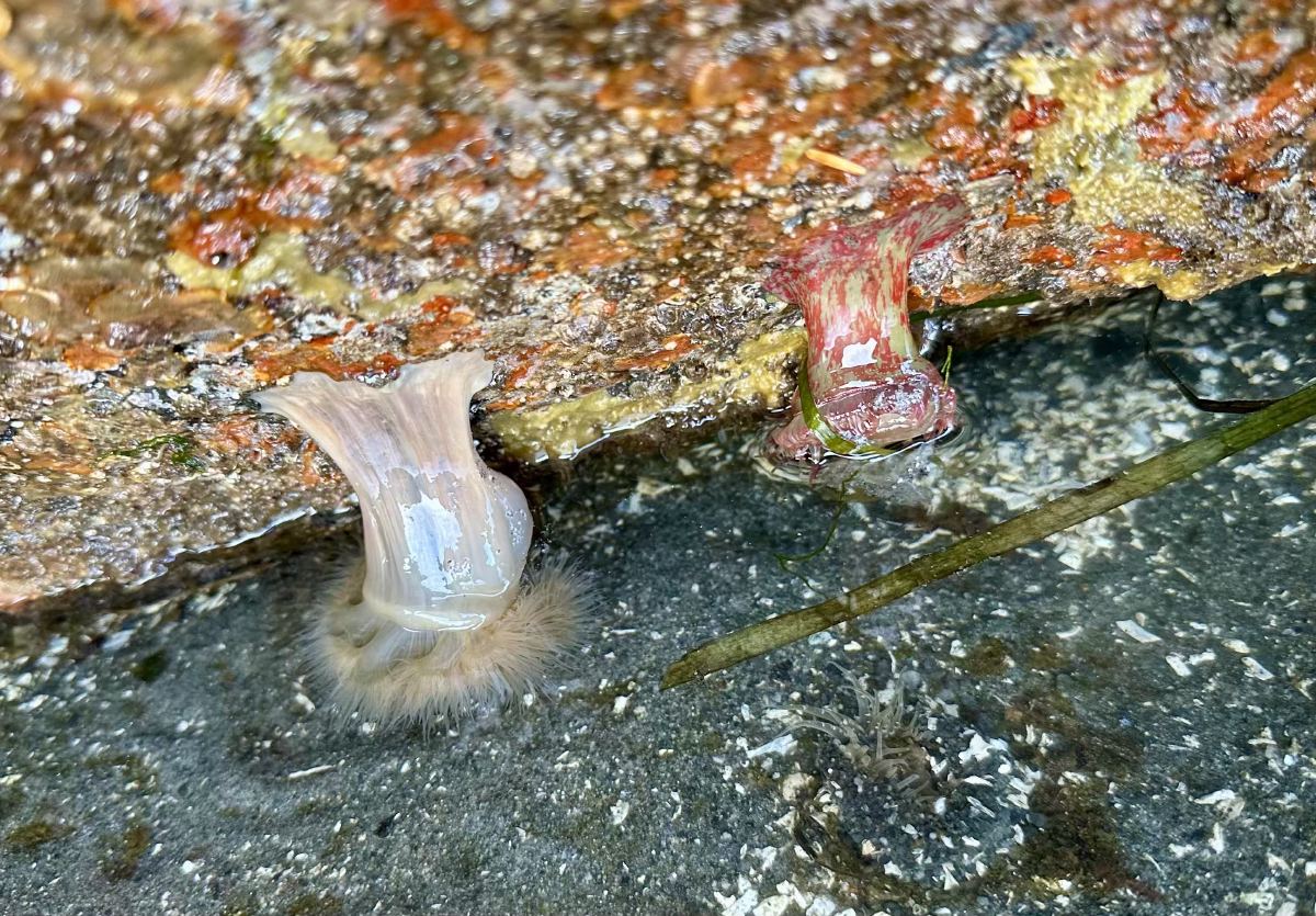 Sea anemone closed on a rock above the waterline