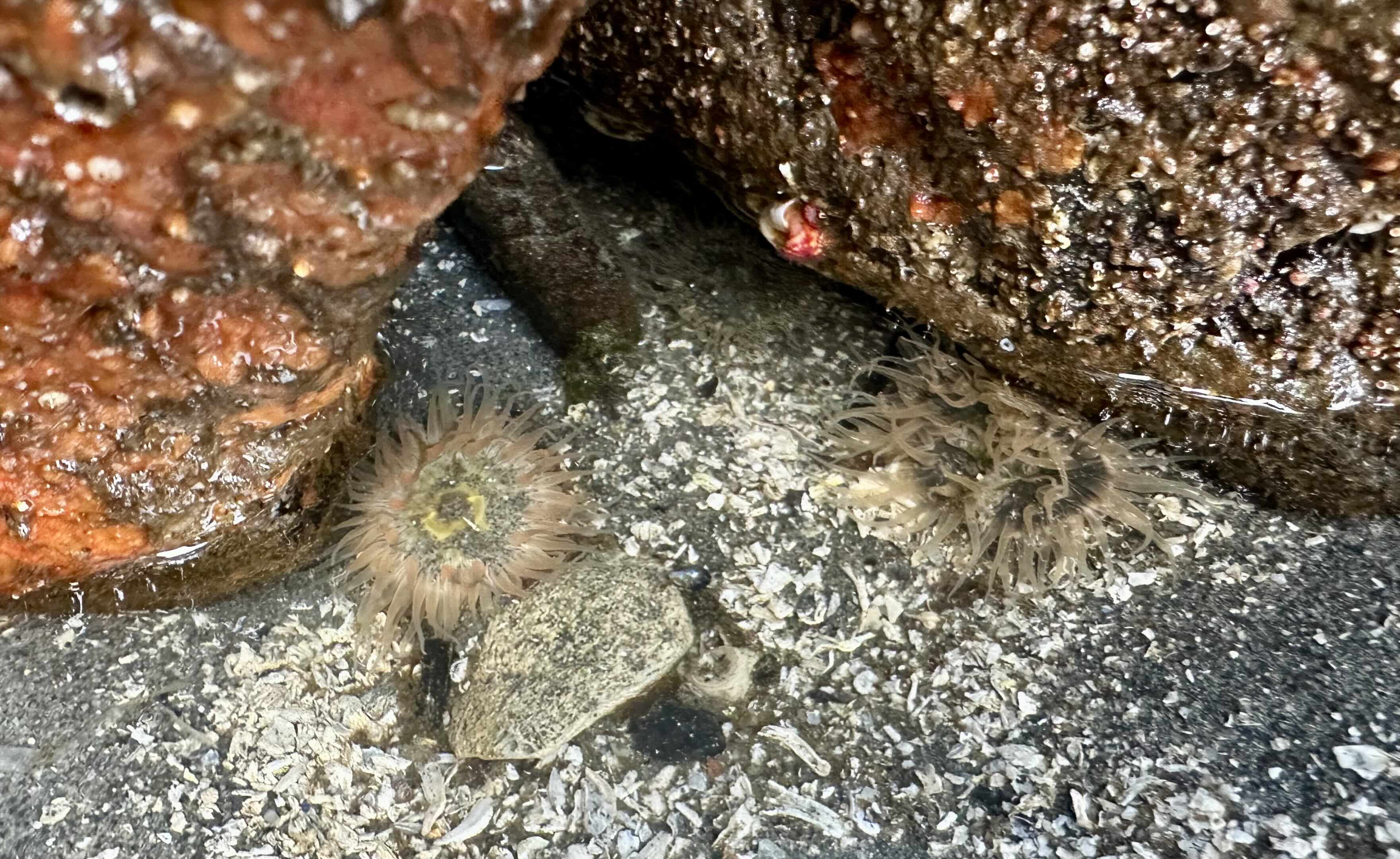 Green sea anemone open in a tide pool at Brackett's Landing