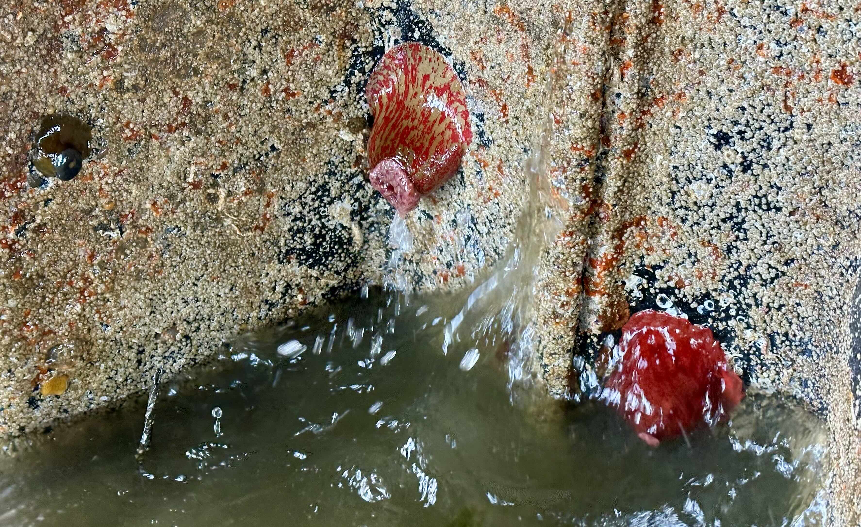 Sea anemones clustered at Brackett's Landing
