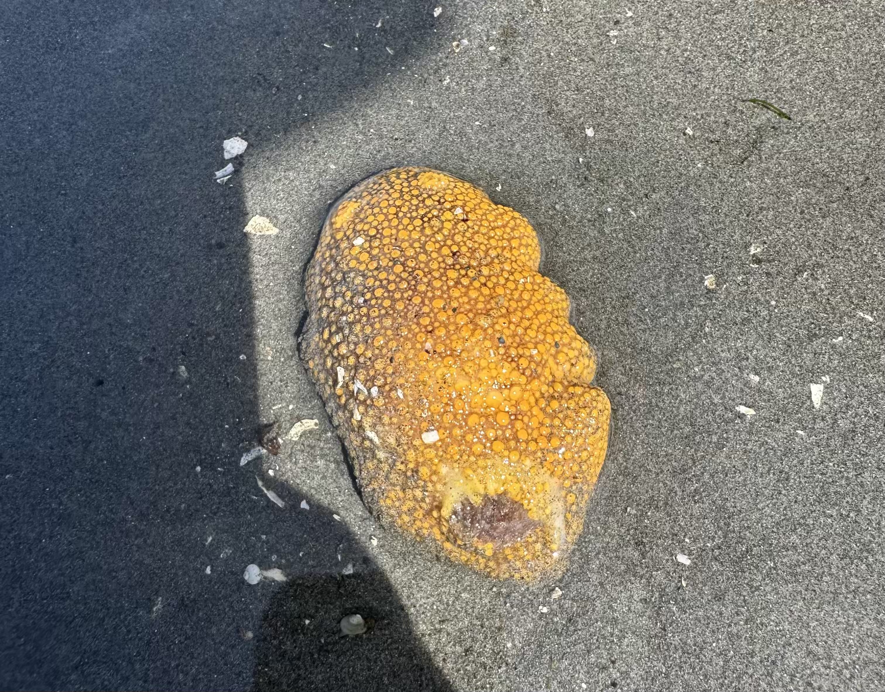 Beach Combing at Brackett&rsquo;s Landing, Edmonds - A Low Tide Adventure