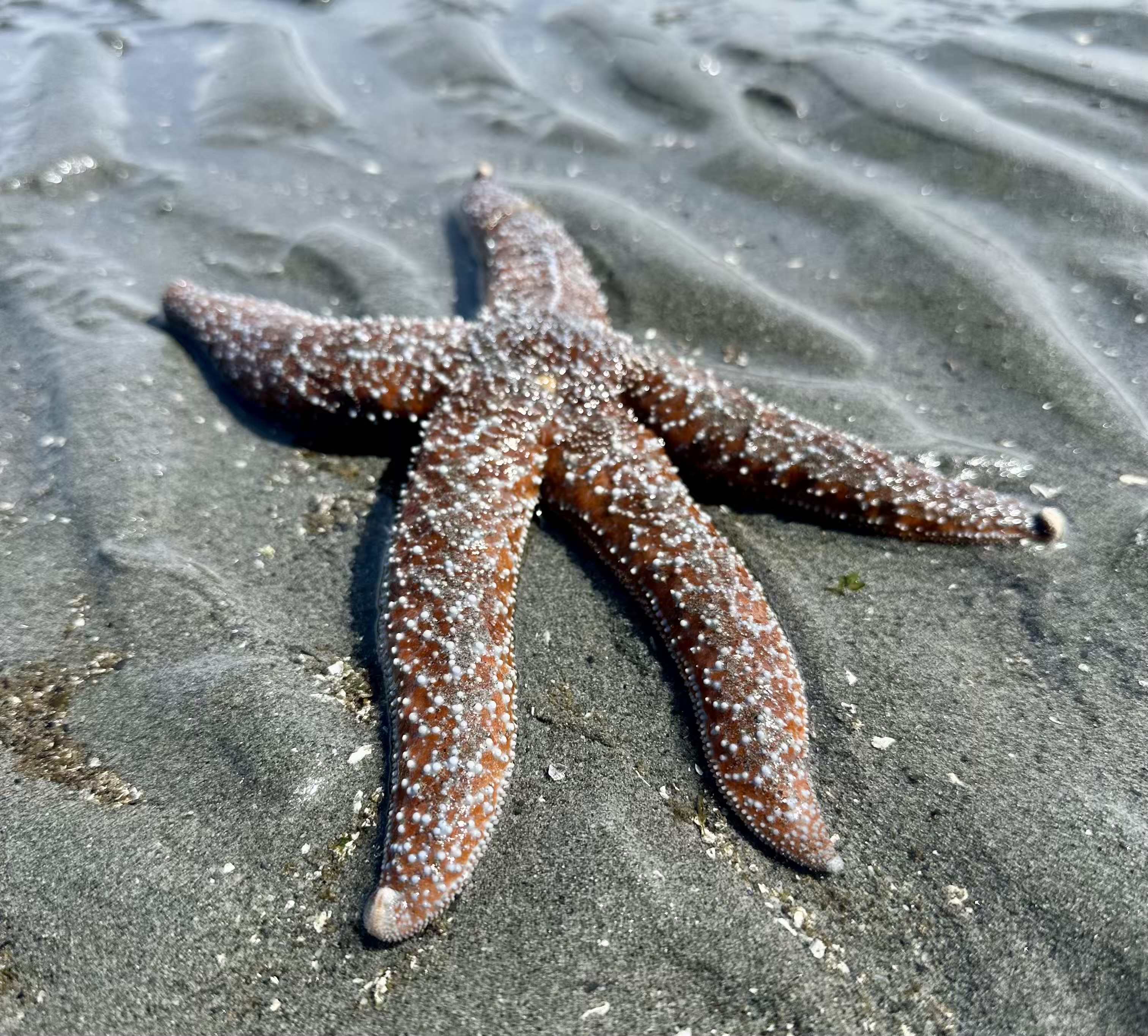 Orange sea star at Edmonds tide pools