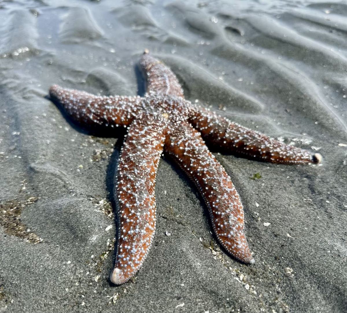 Orange sea star at Edmonds tide pools