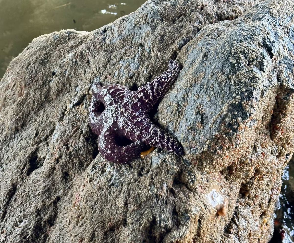 Sea star clinging to a rock at low tide Brackett's Landing