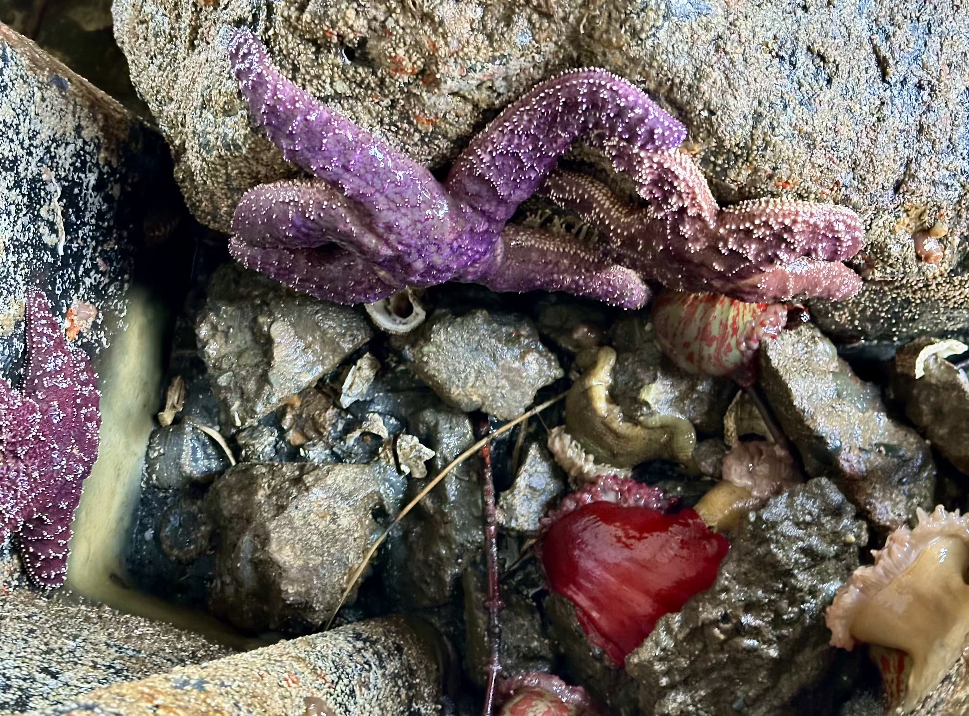Ochre sea stars in different colors at Brackett's Landing