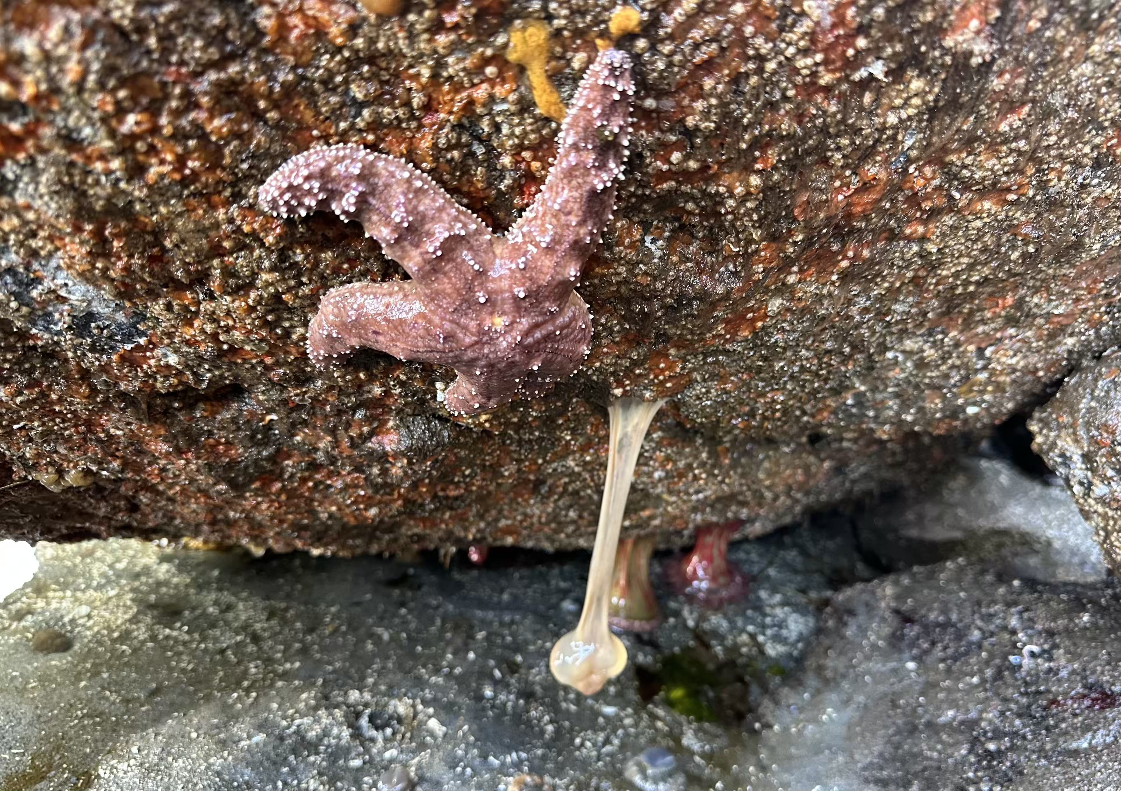 Tide pool creatures including barnacles and snails at Brackett's Landing