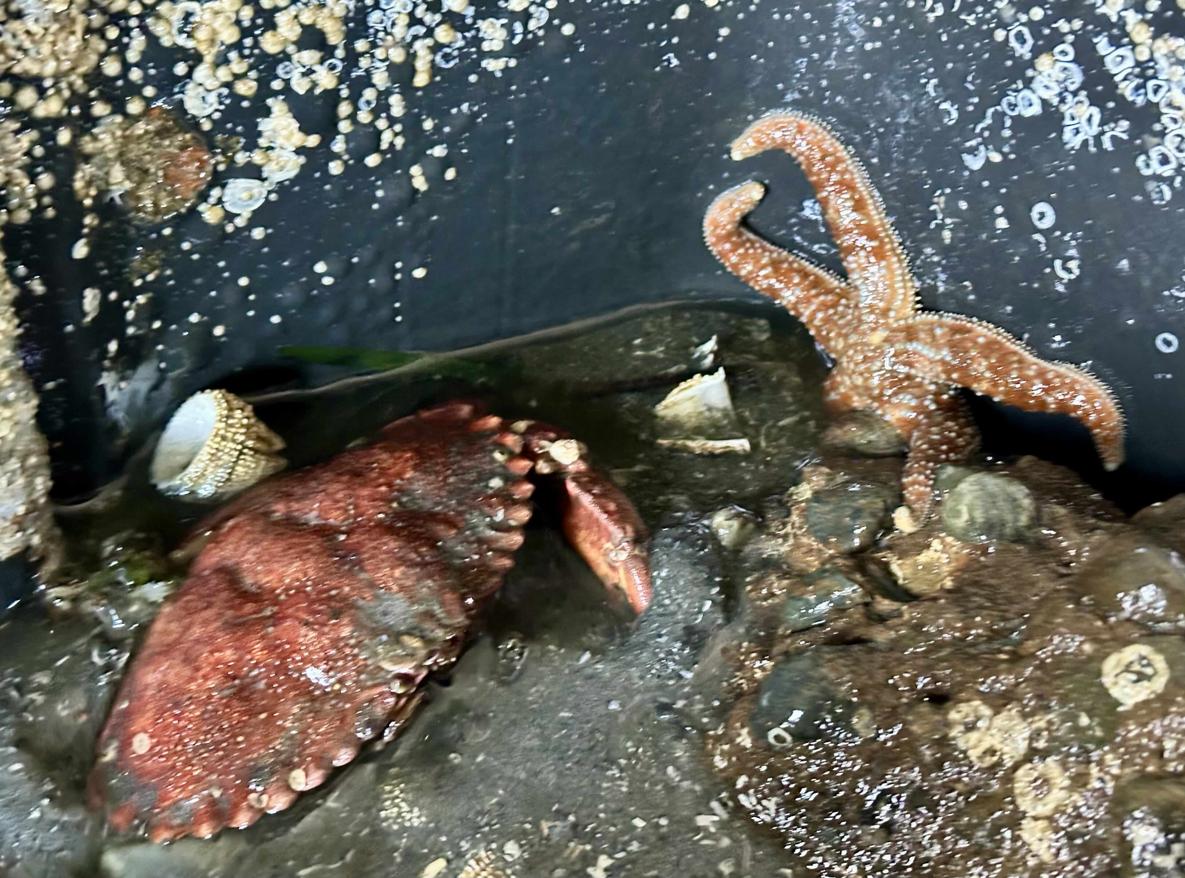 How to Plan a Low Tide Beach Combing Trip in Puget Sound